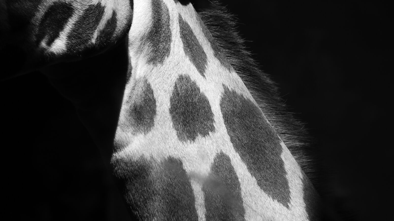 Nikon Coolpix P610 sample photo. Giraffe, detail, african giraffe photography