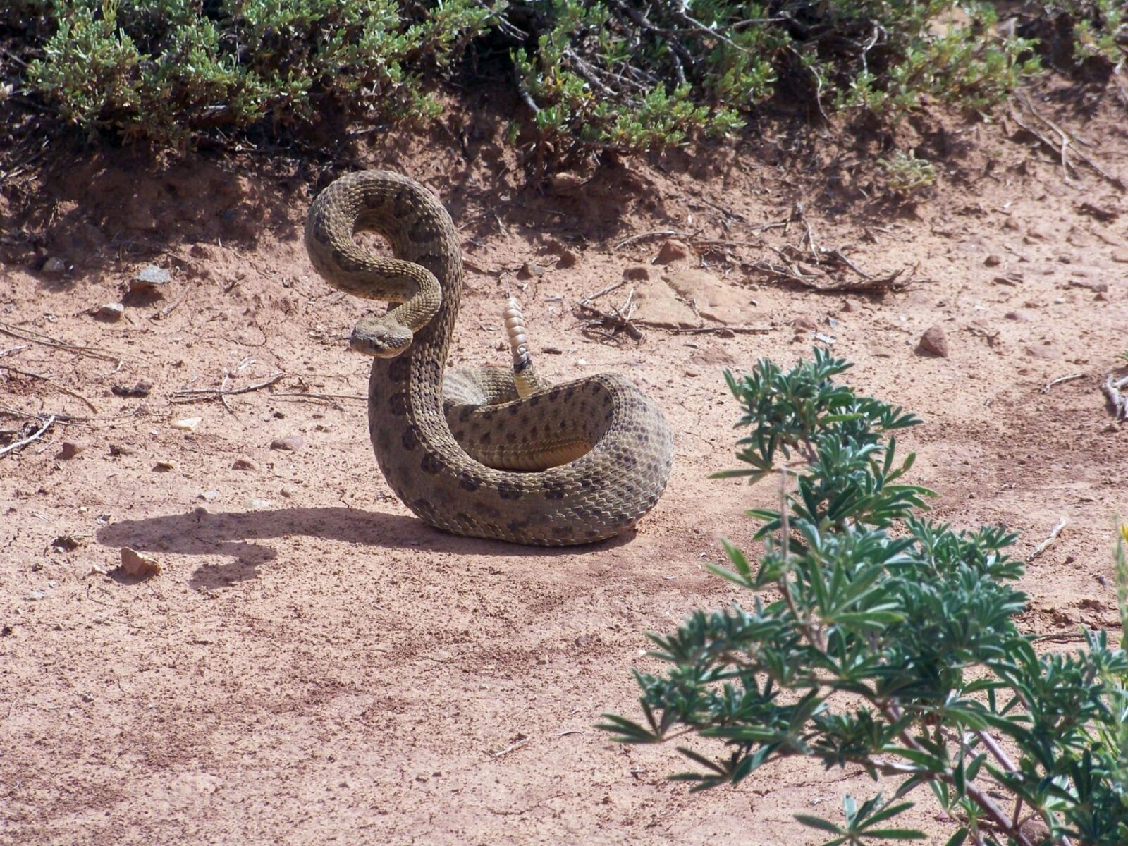 Kodak EASYSHARE Z1012 IS DIGITAL CAMERA sample photo. Rattlesnake, coiled, reptile photography