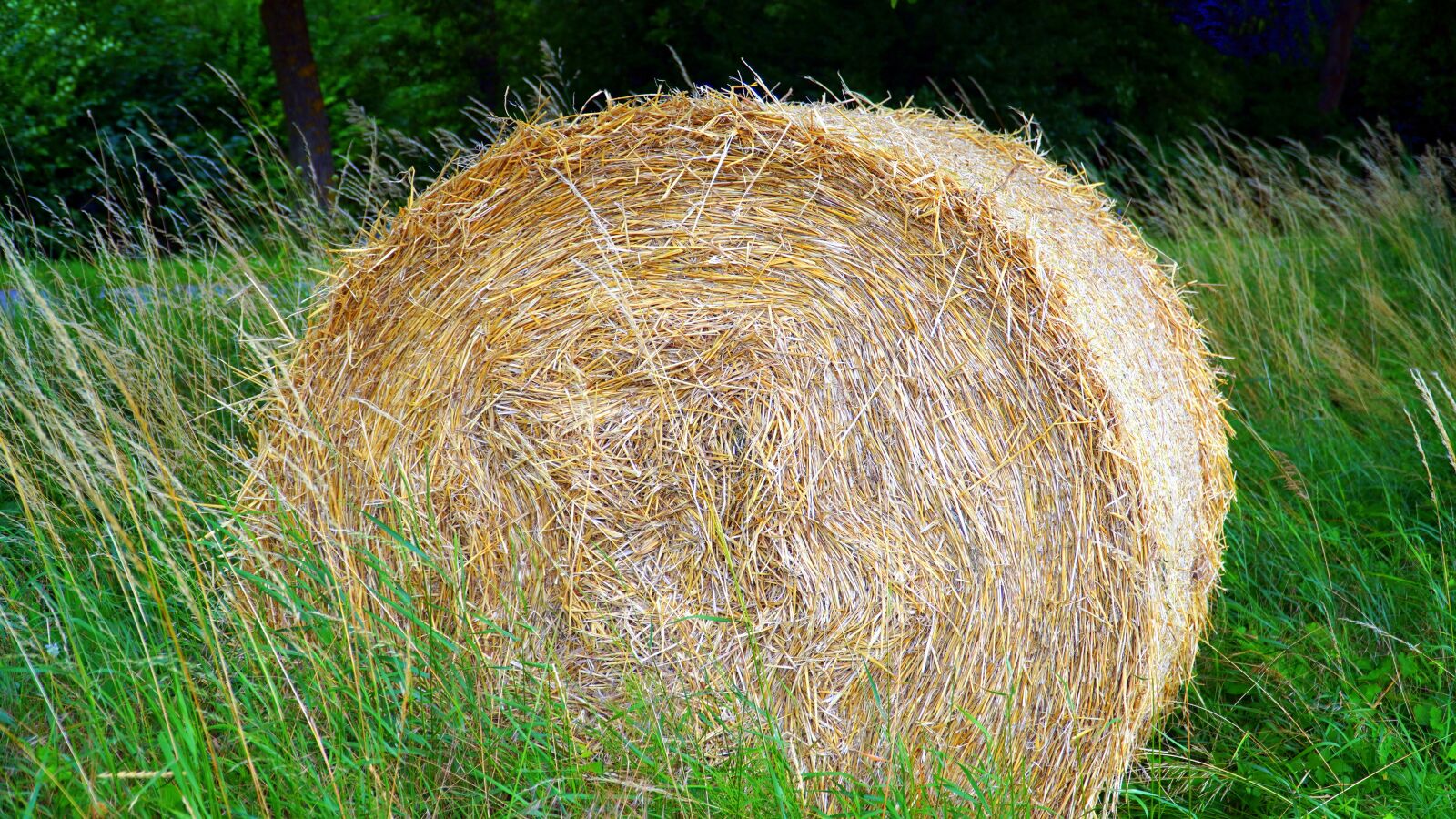 Sony a6400 sample photo. Hay, straw, harvest photography
