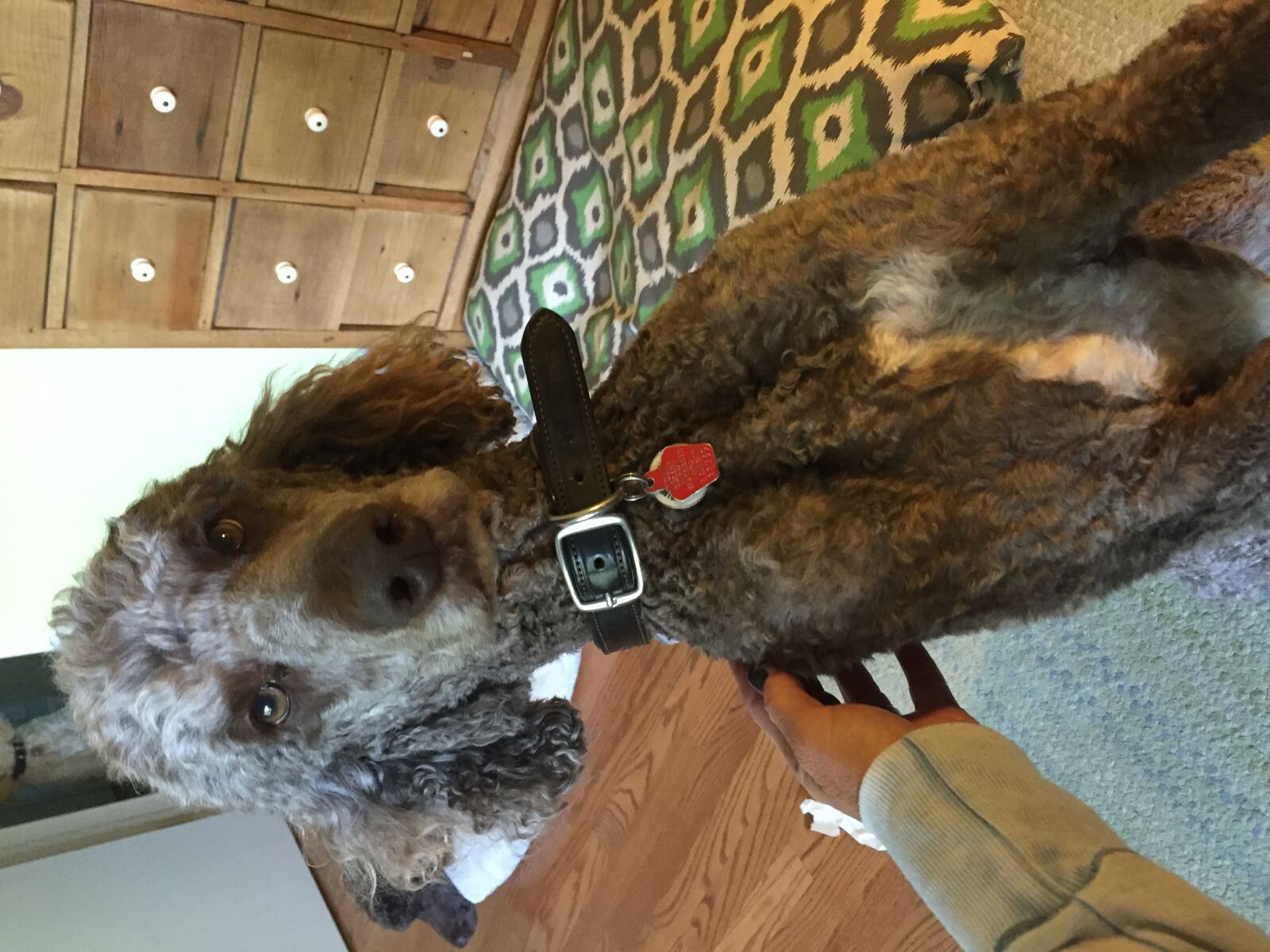Apple iPhone 6 sample photo