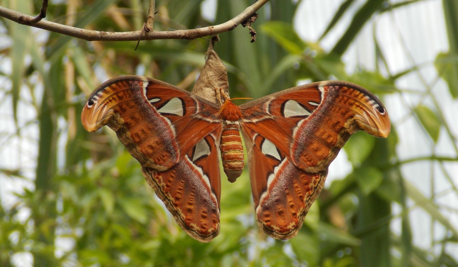 Nikon Coolpix L810 sample photo. Atlas butterfly, butterfly, moth photography