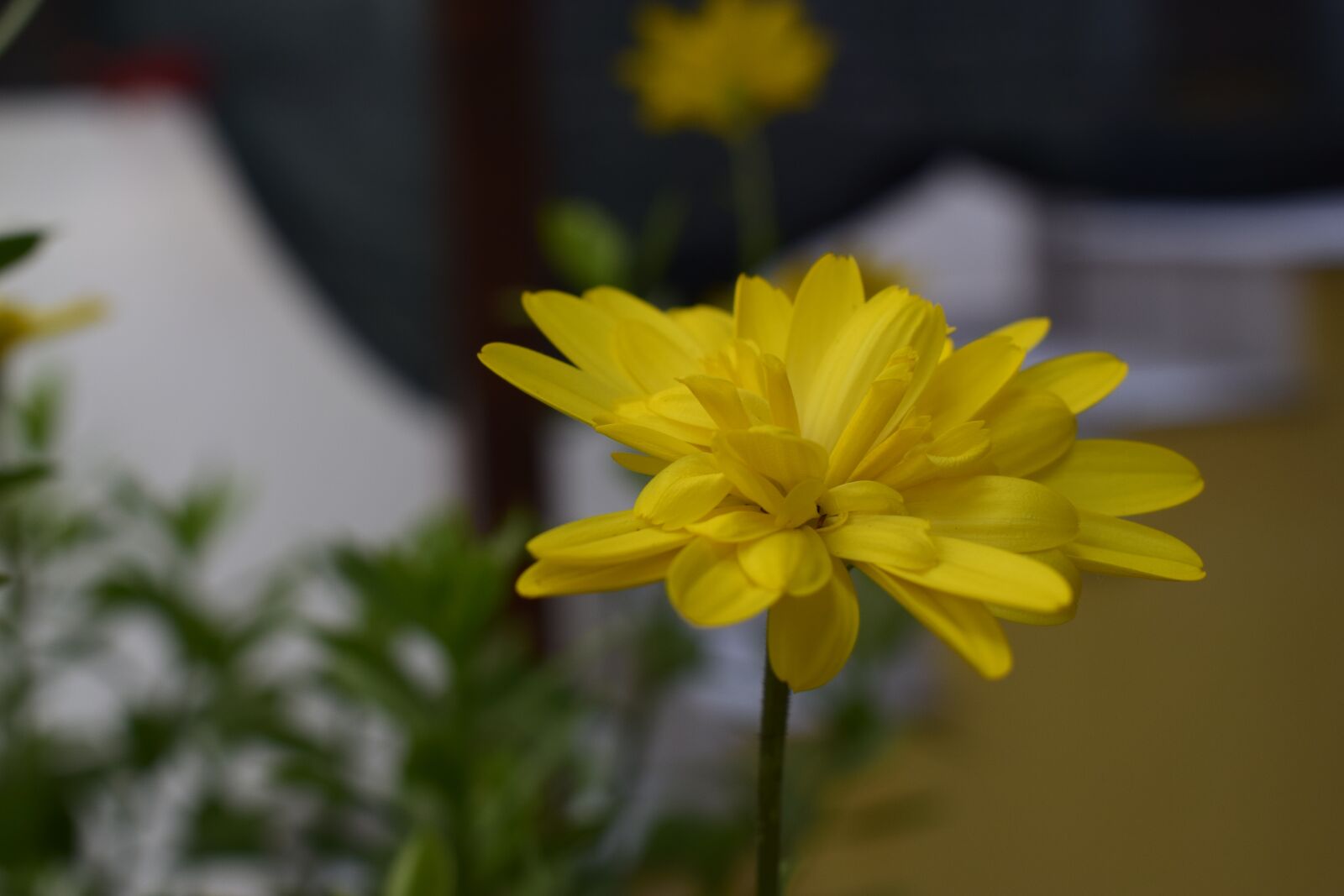 Nikon D5300 sample photo. Flower, yellow photography