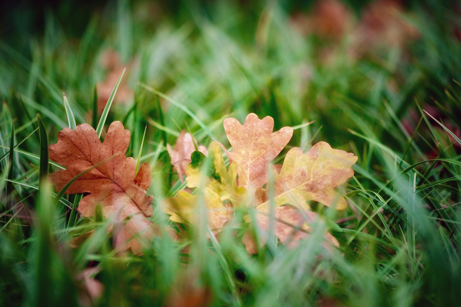 Sony a7 III sample photo. Leaves, grass, nature photography