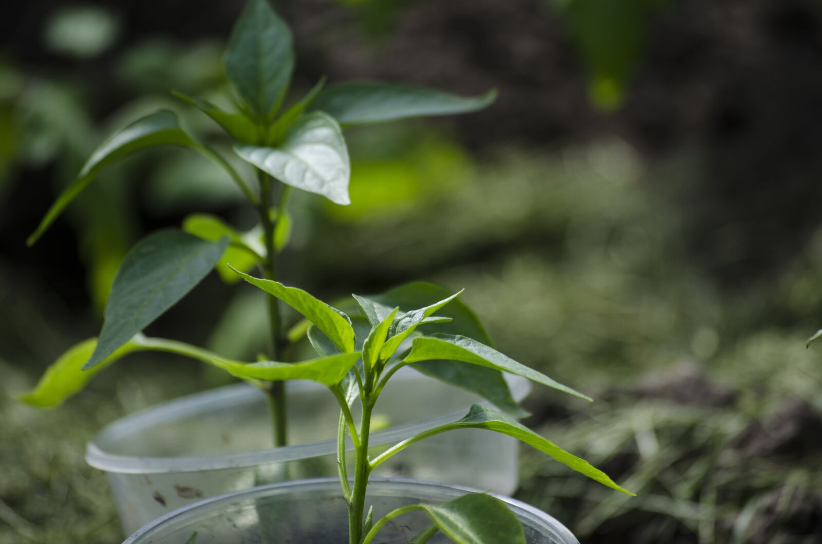 Nikon D5100 sample photo. Plants, green, nature photography