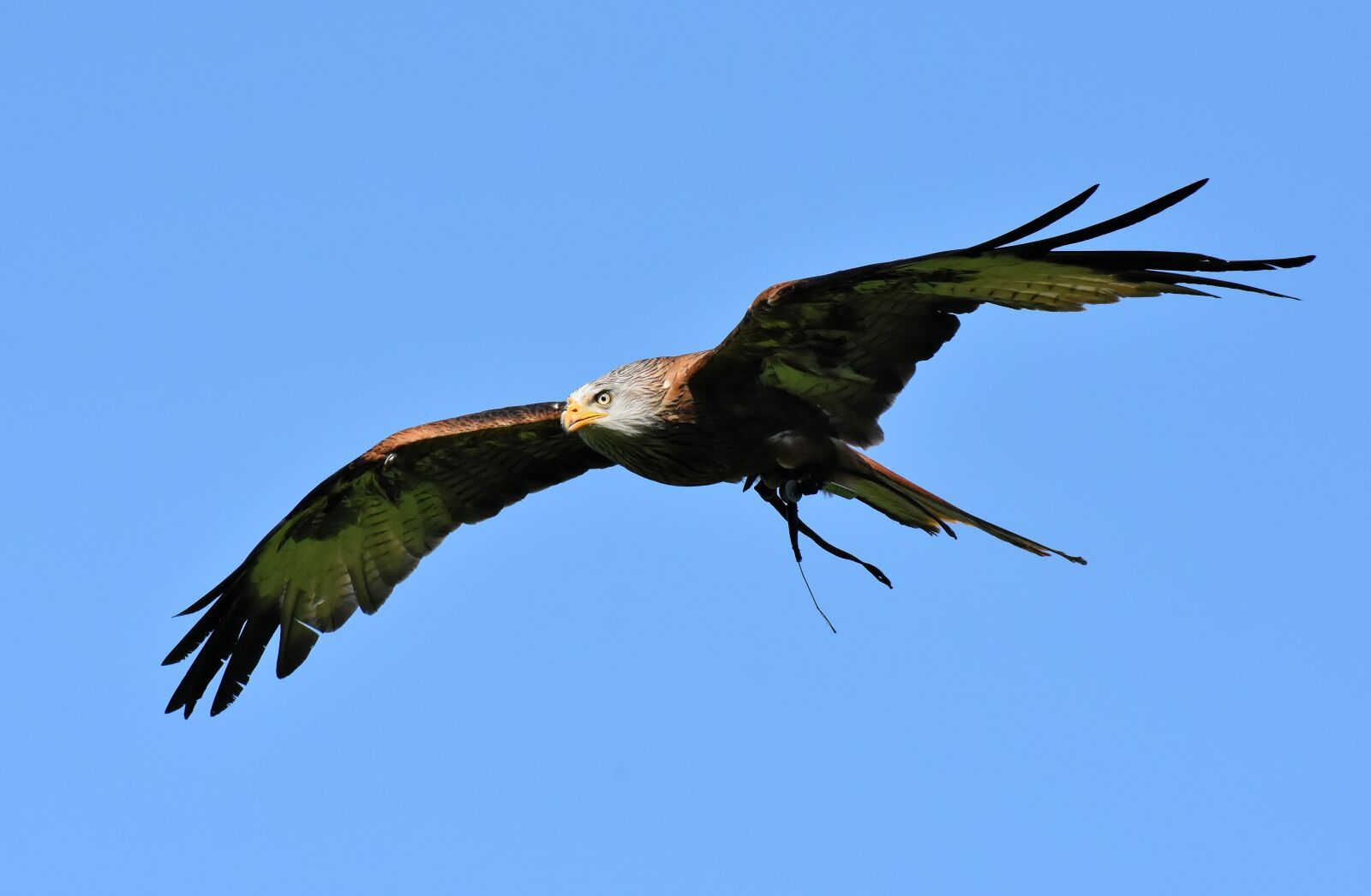 Nikon D7200 sample photo. Red kite, milvus milvus photography