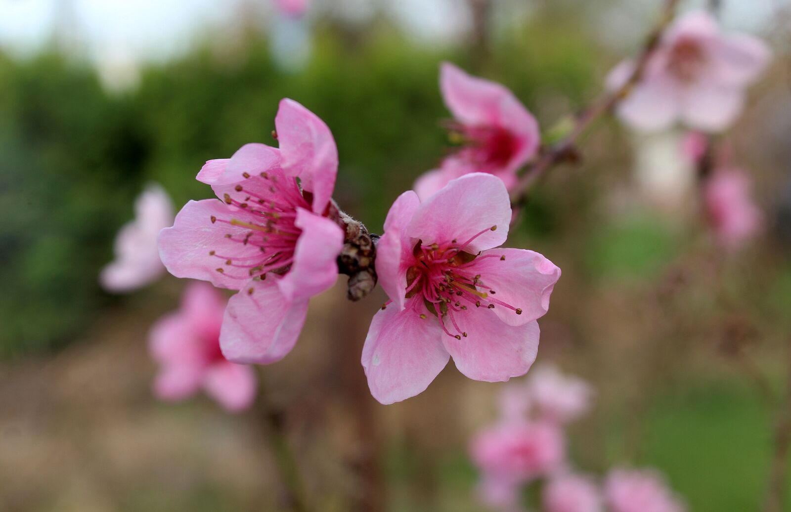Canon EOS 1200D (EOS Rebel T5 / EOS Kiss X70 / EOS Hi) sample photo. Peach, fruit trees, flowering photography