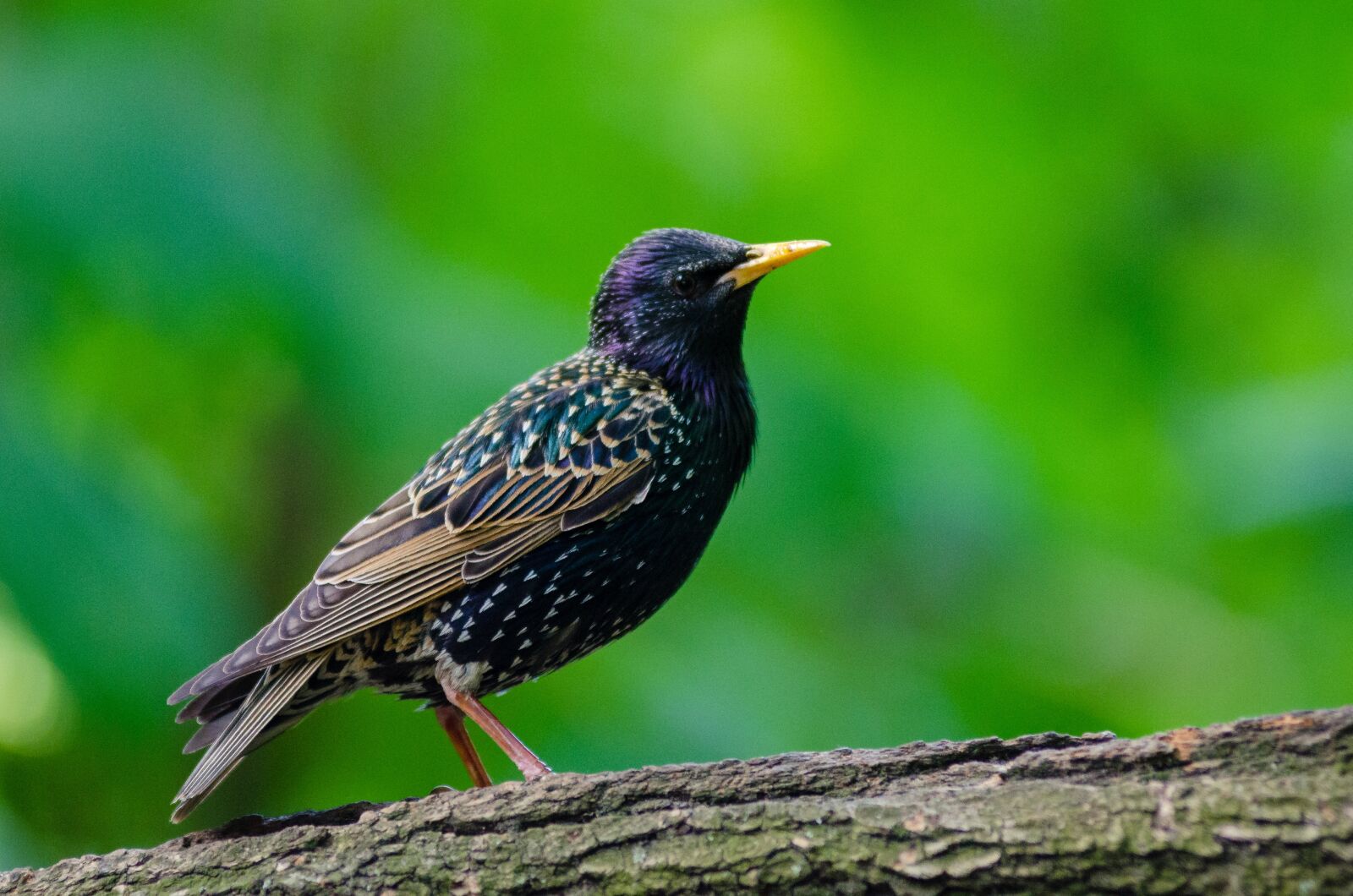 AF Zoom-Nikkor 80-200mm f/2.8 ED sample photo. Black, and, green, humming photography