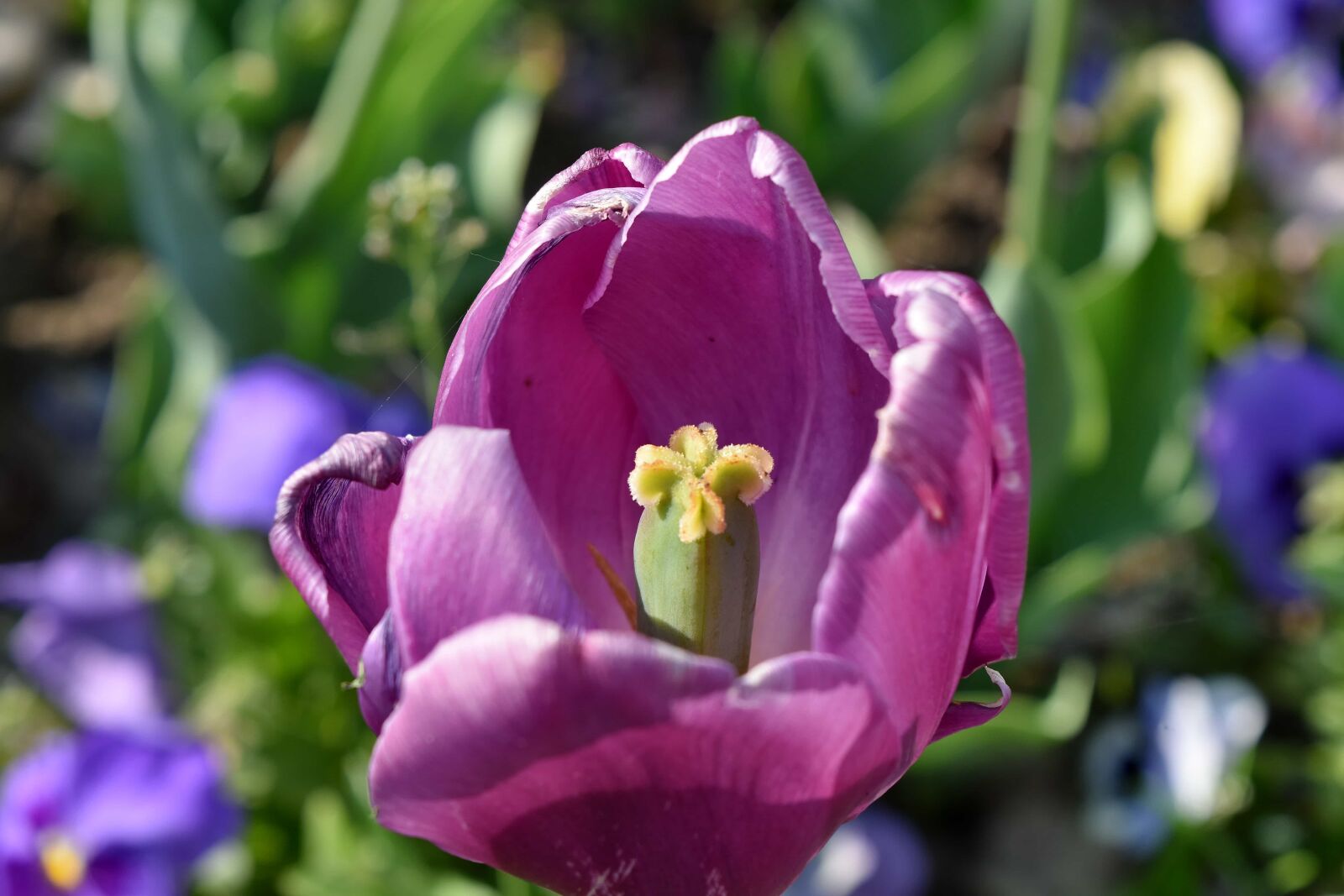 Nikon D5500 sample photo. Flower, tulip, spring, garden photography