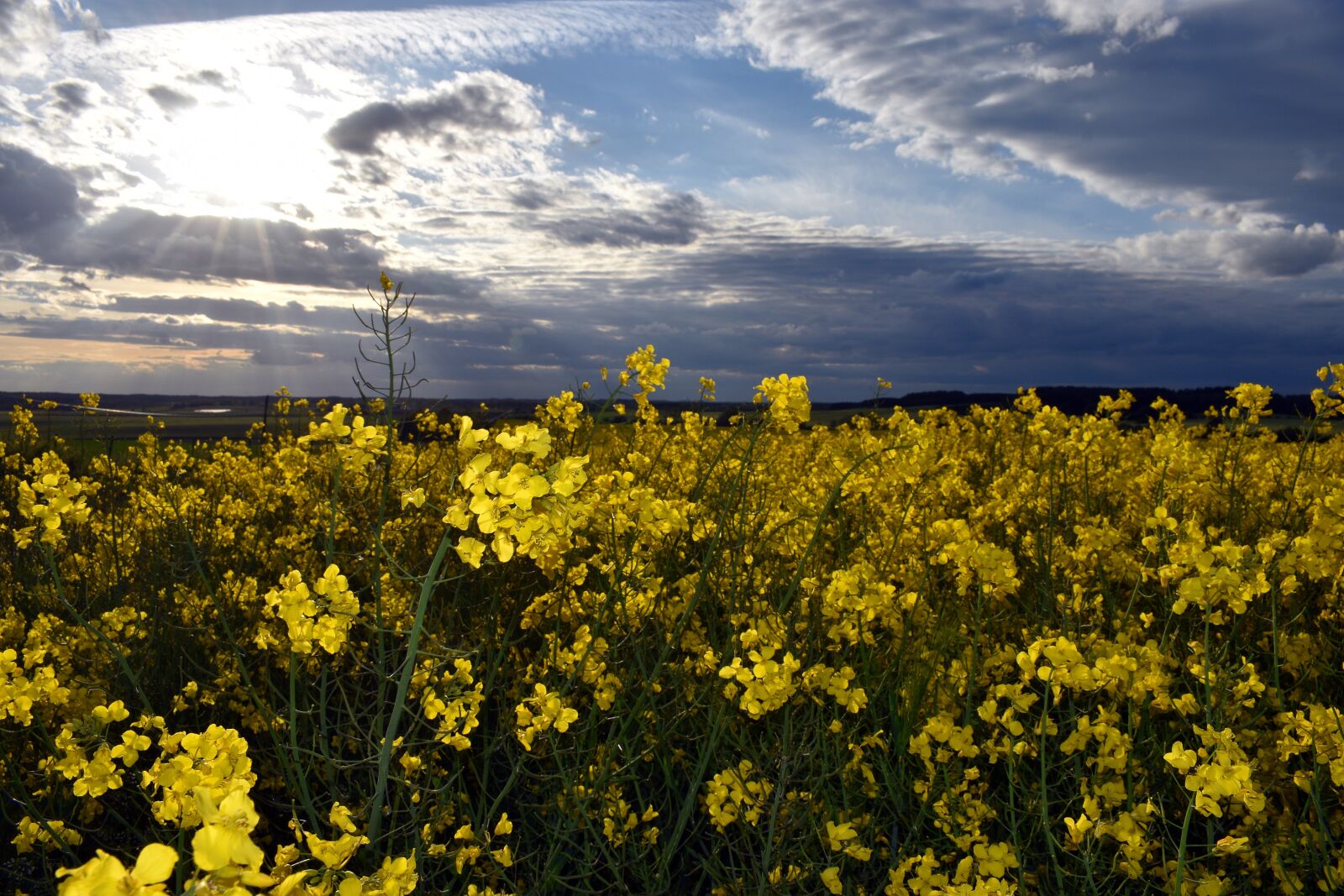 Nikon D3400 sample photo. Rapeseed, field, yellow photography