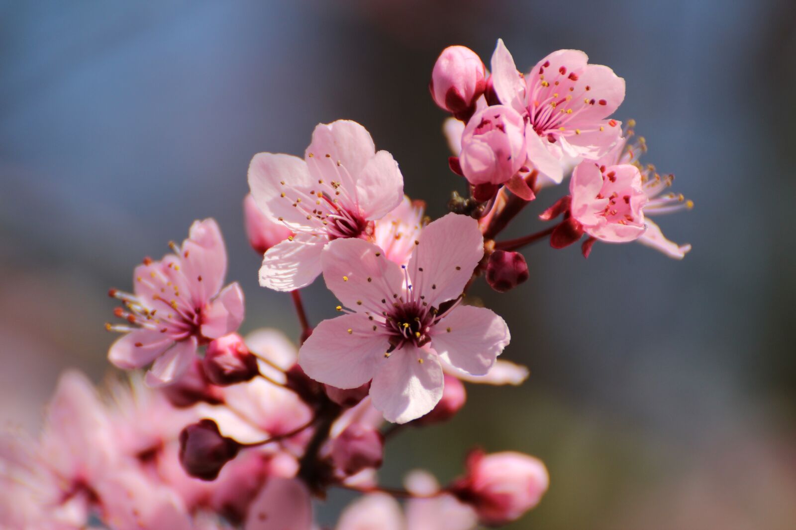 Canon EOS 600D (Rebel EOS T3i / EOS Kiss X5) sample photo. Blood plum, flowers, spring photography