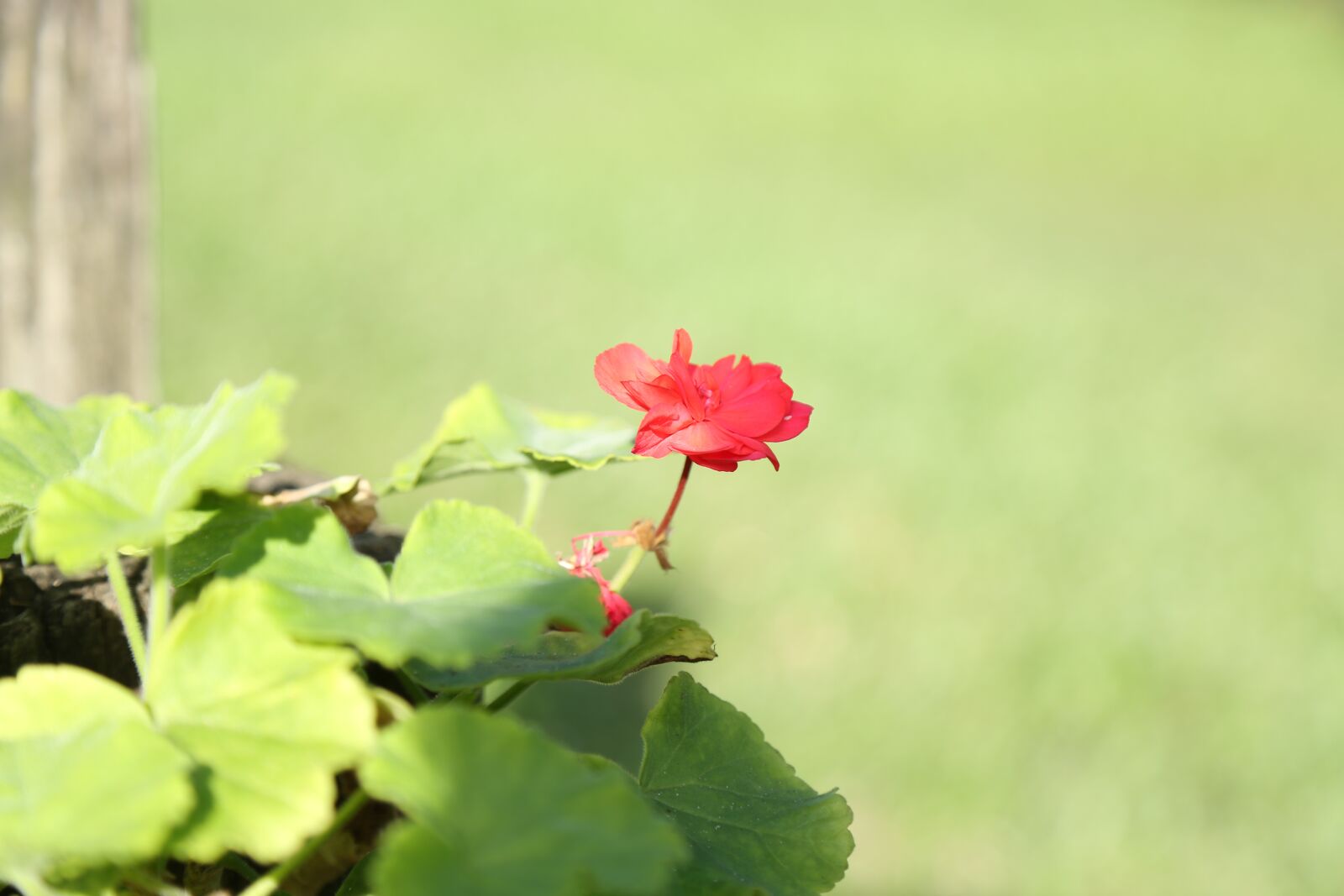 Canon EOS 5D Mark III + Canon EF 24-105mm F4L IS USM sample photo. Flor, flower, red photography