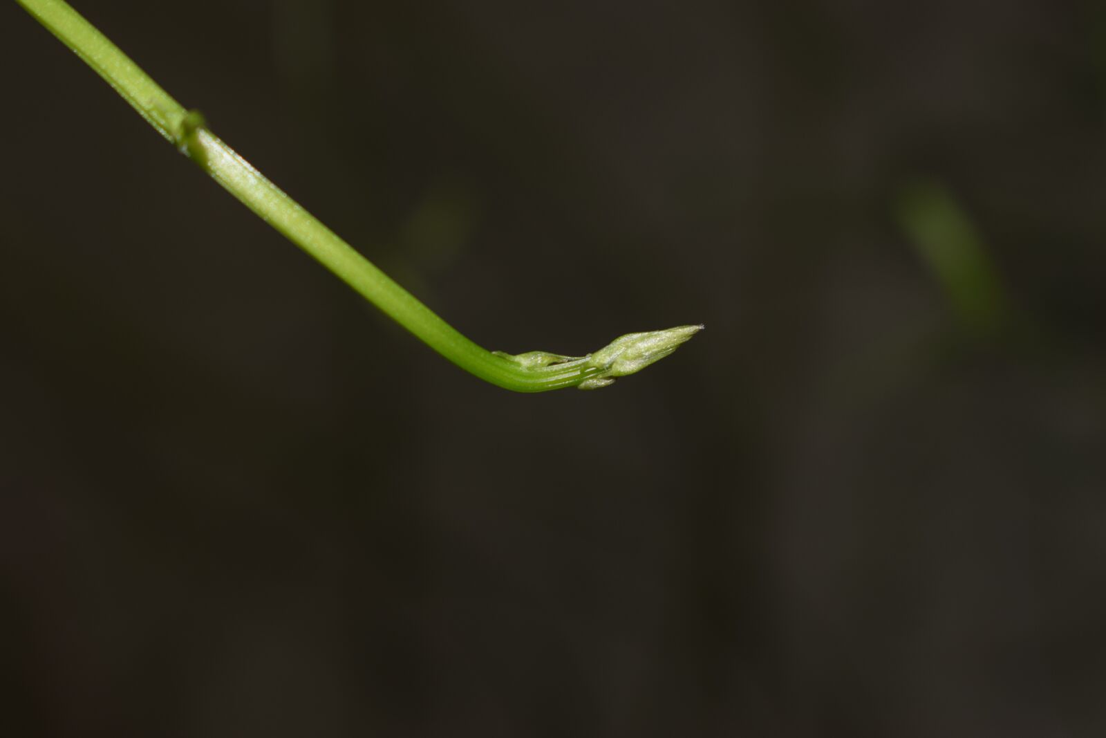 Nikon D3300 sample photo. Bud, plant, close photography