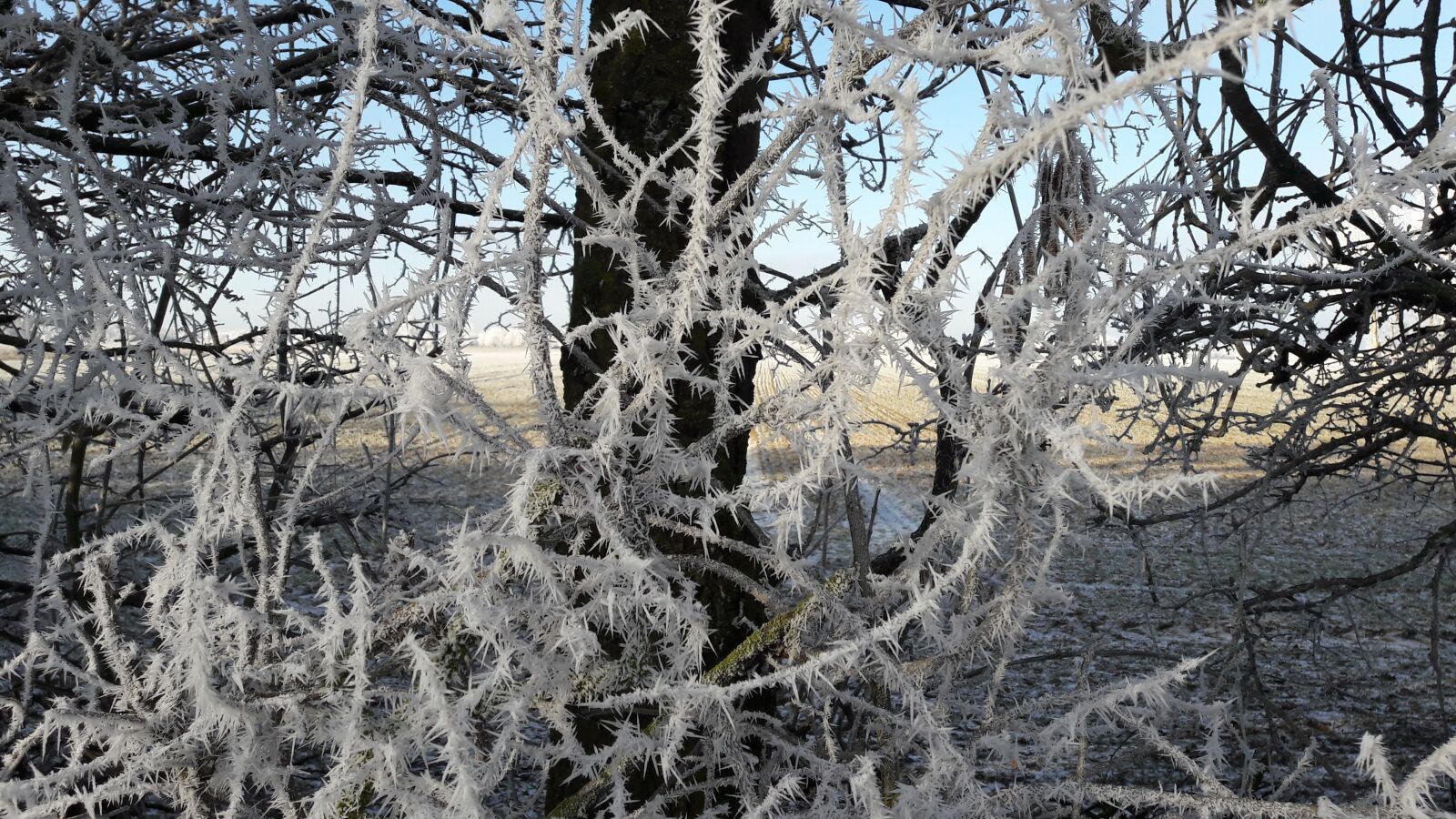 Samsung Galaxy A5(2016) sample photo. Field, normandy, frost photography