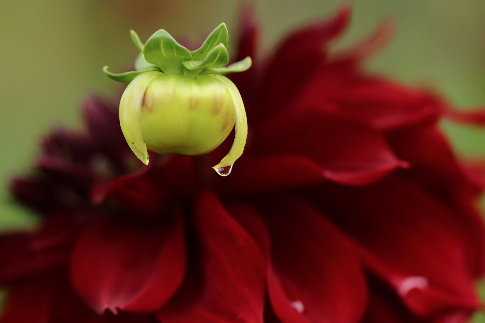 Canon EOS 800D (EOS Rebel T7i / EOS Kiss X9i) sample photo. Dahlia, dahlias bud, bud photography