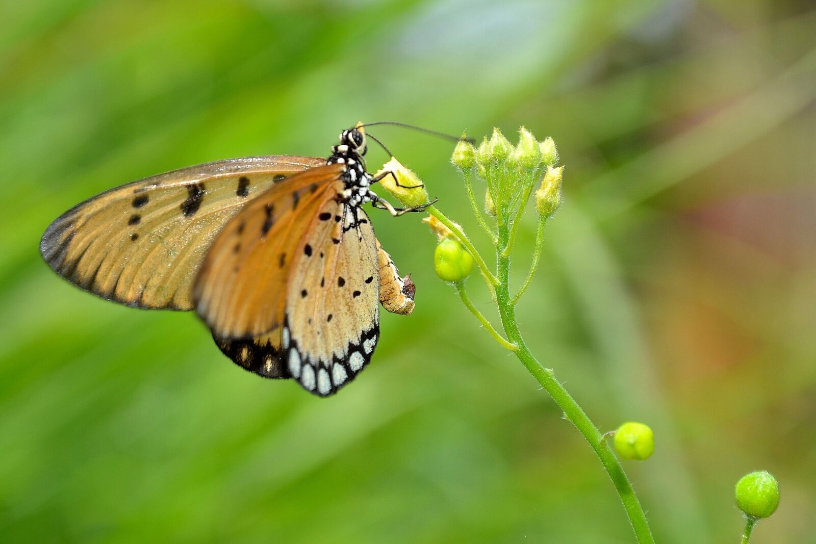 Nikon D3100 sample photo. Butterfly, wildlife, macro photography