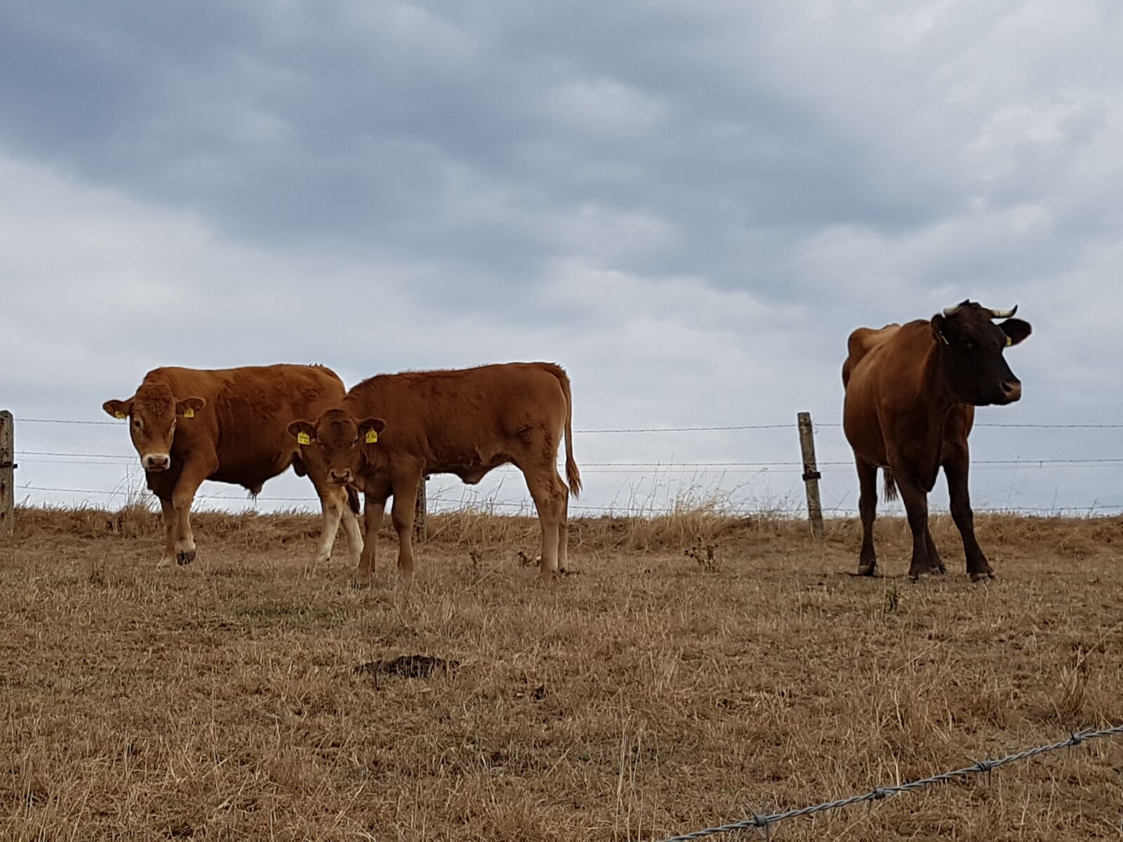 Samsung Galaxy S7 sample photo. Family, landscape, cow photography