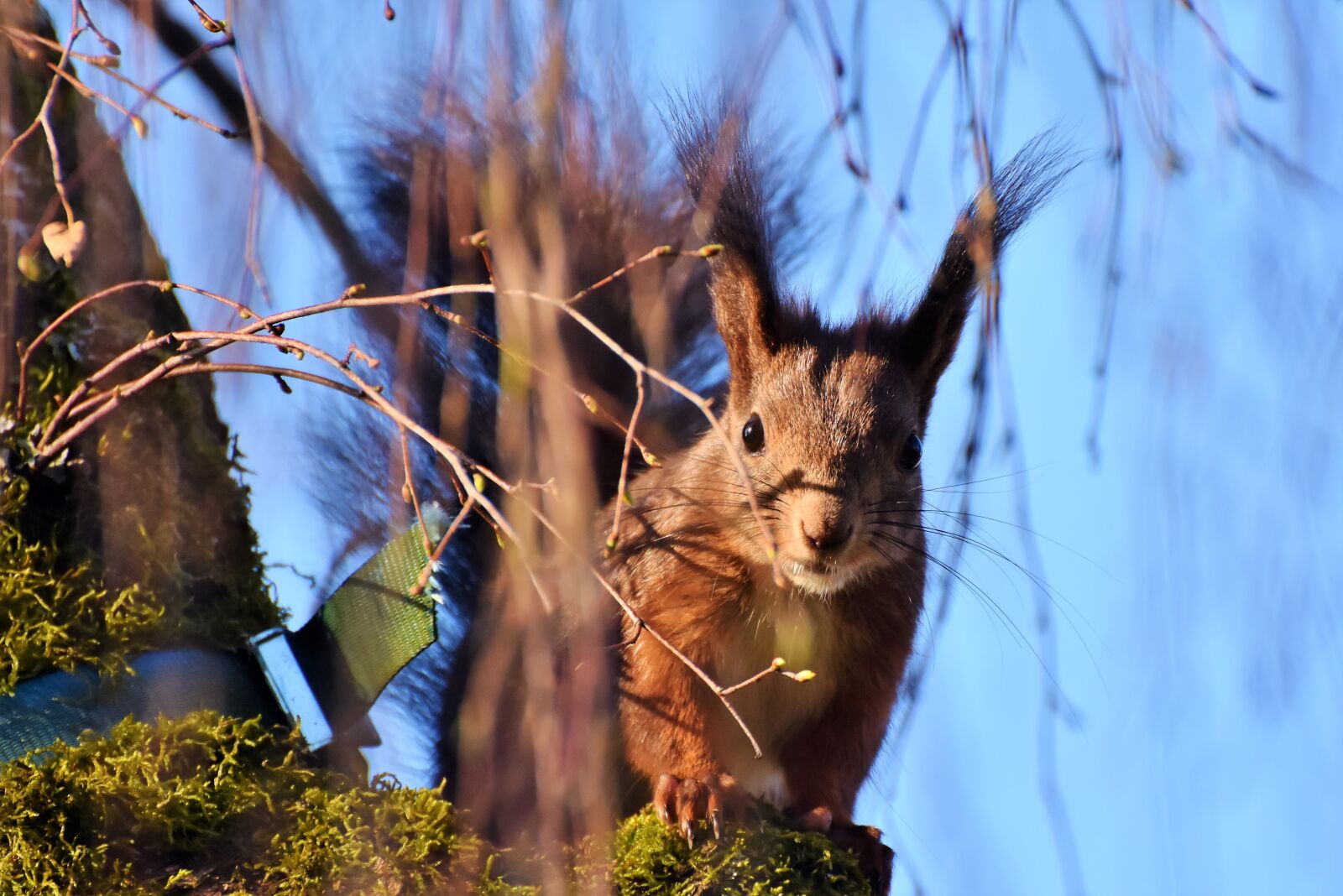 Nikon D7200 sample photo. Squirrel, verifiable kitten, rodent photography