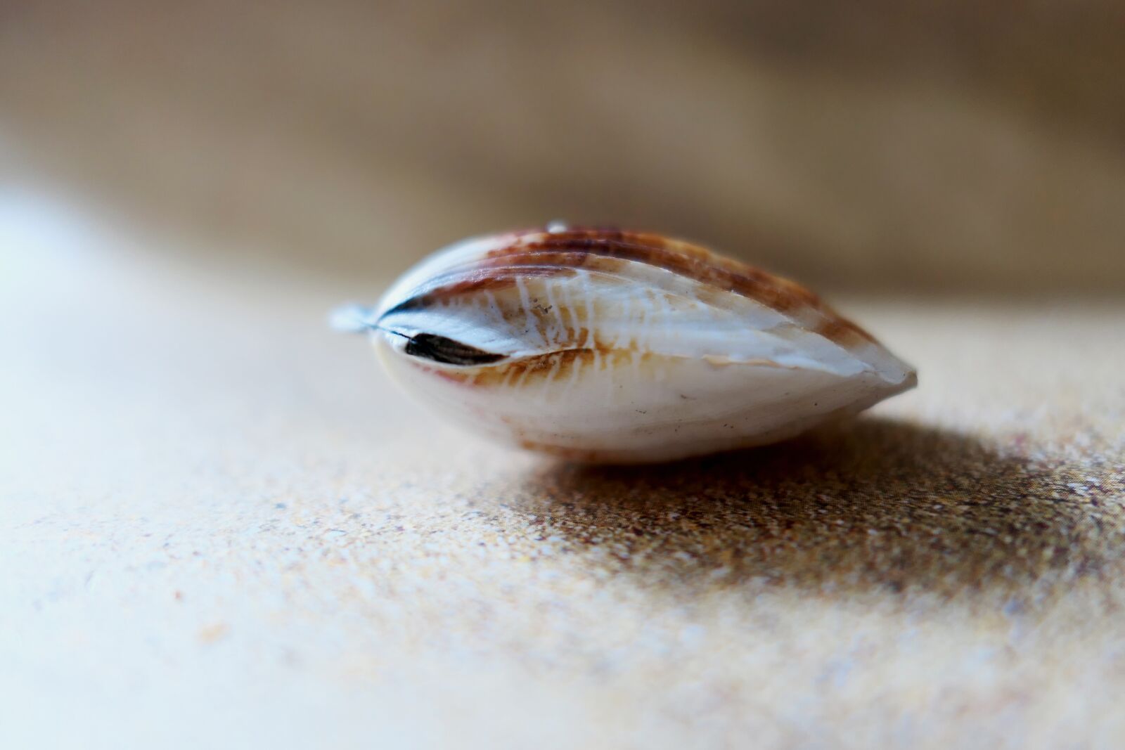 Panasonic Lumix DMC-LX10 (Lumix DMC-LX15) sample photo. Shell, the beach pearl photography