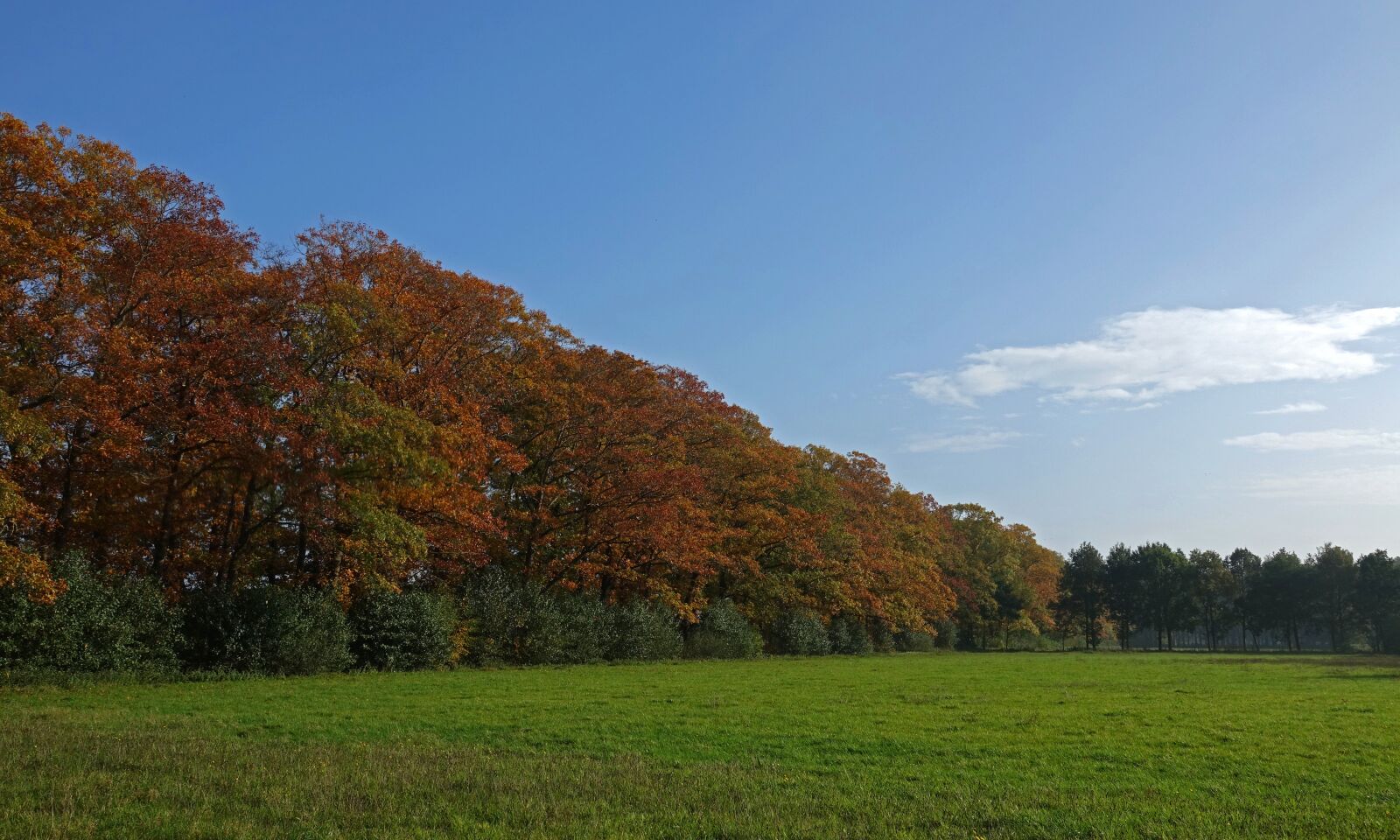Sony Cyber-shot DSC-RX10 III sample photo. Tree-lined street, autumn, fall photography