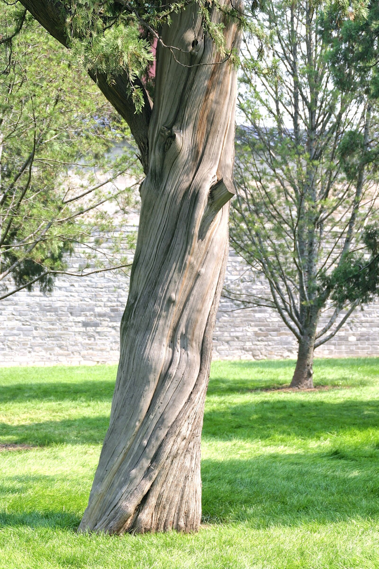 Canon EOS 10D sample photo. Tree, branches, aesthetic photography