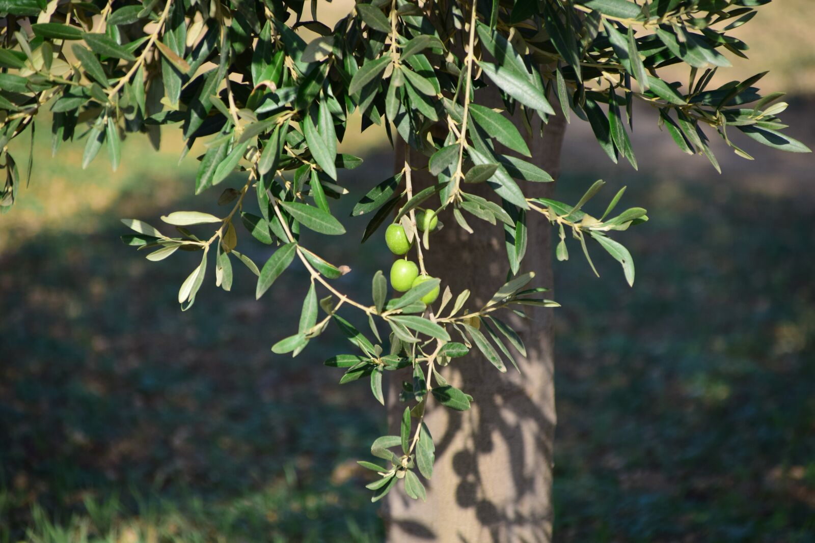Nikon D3300 sample photo. Olives, olive tree, nature photography