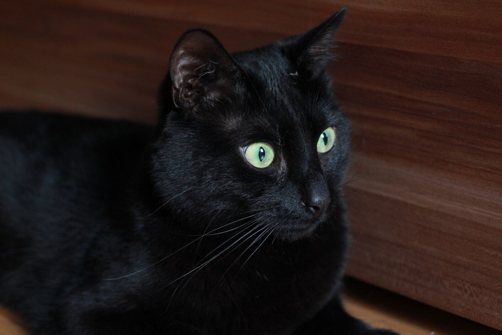 Canon EOS 550D (EOS Rebel T2i / EOS Kiss X4) sample photo. Cat, portrait, cute photography