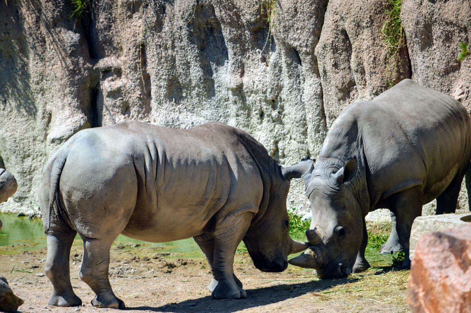 Nikon D3200 sample photo. Torino, zoom, rhinos photography