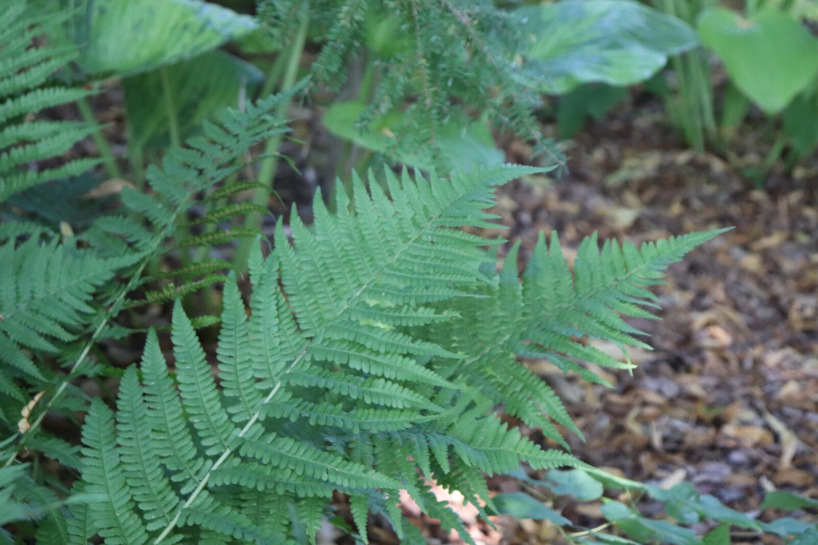 Canon EOS 200D (EOS Rebel SL2 / EOS Kiss X9) sample photo. Nature, forest, plant photography