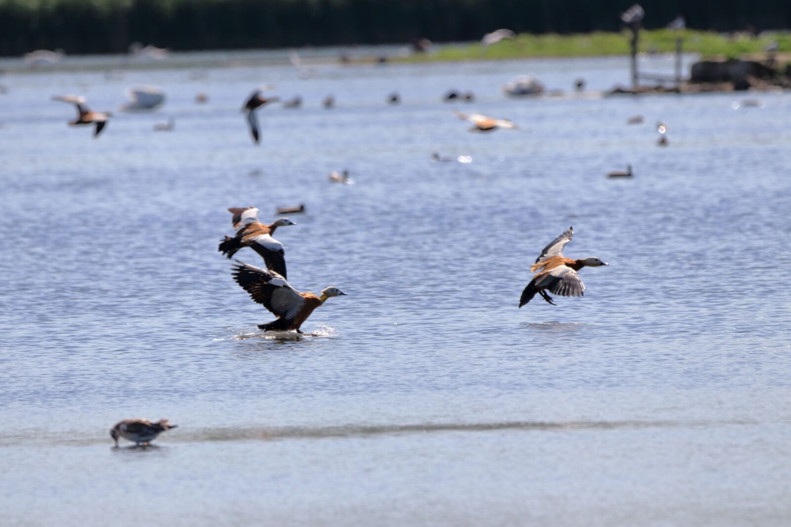 150-600mm F5-6.3 DG OS HSM | Contemporary 015 sample photo. Bird, nature, animal photography