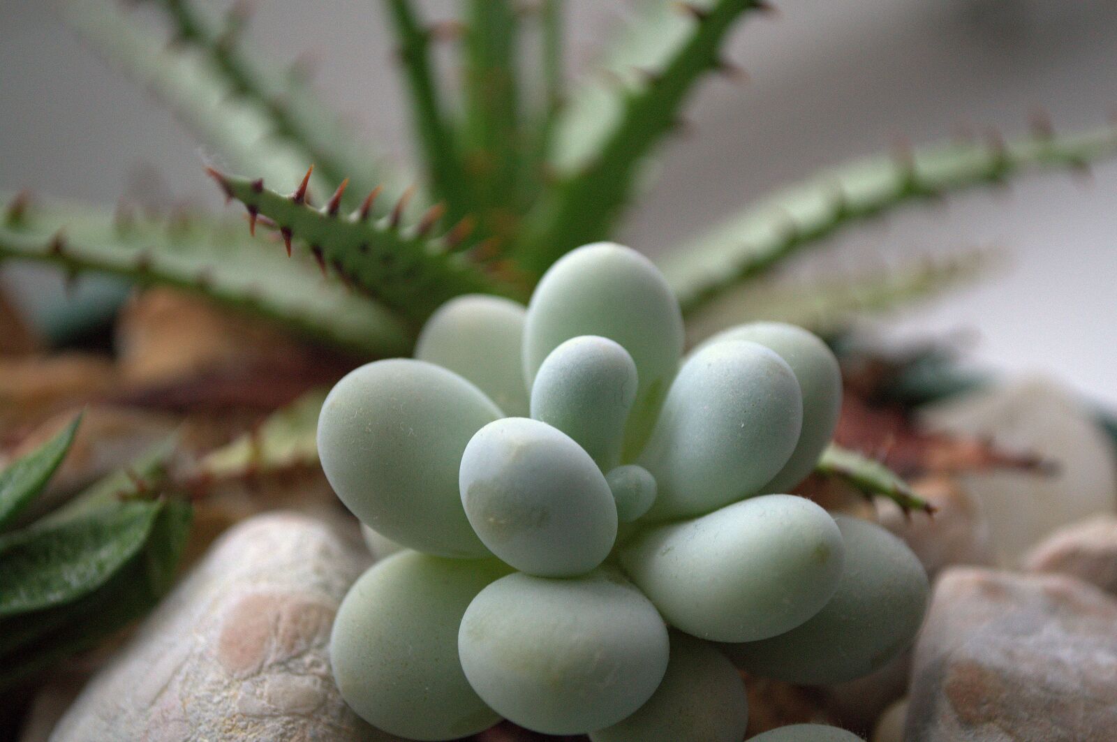 Nikon D3100 sample photo. Plant, green, thorns photography