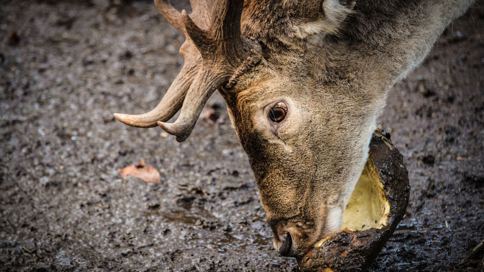 Canon EOS 1300D (EOS Rebel T6 / EOS Kiss X80) sample photo. Fallow deer, natural, hjort photography