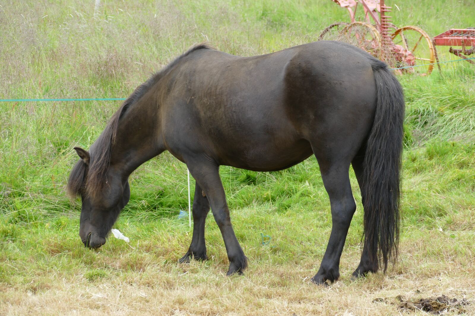 Panasonic Lumix DMC-FZ1000 sample photo. Horse, iceland, iceland horse photography
