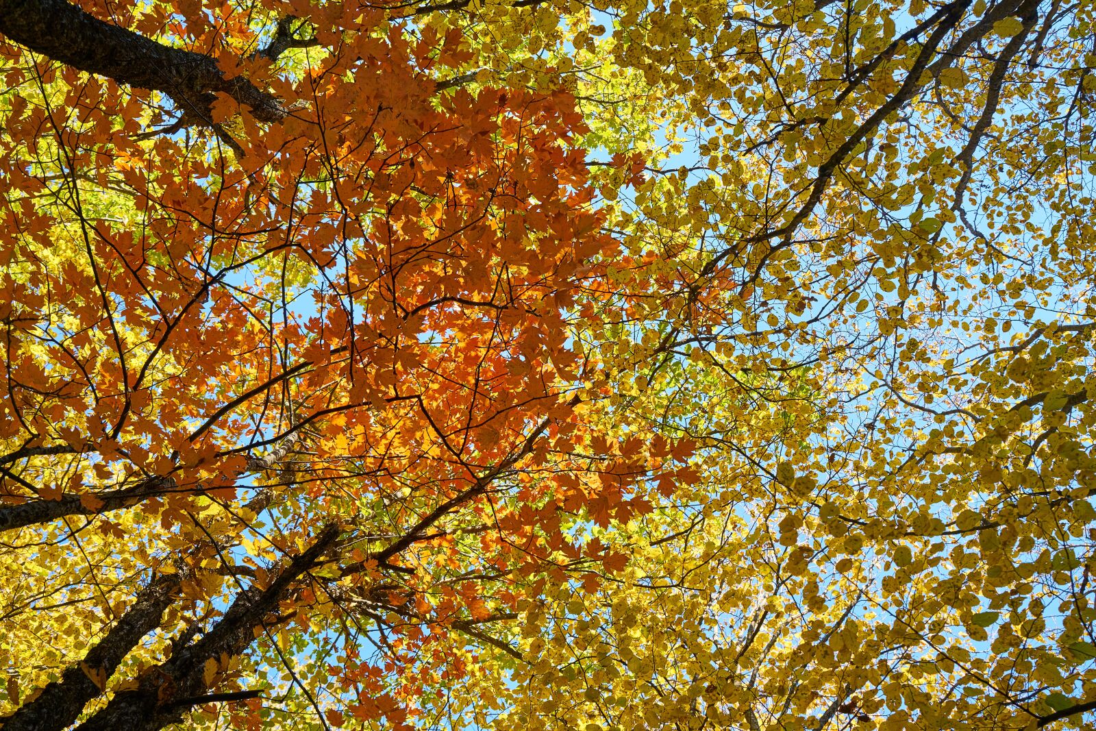 Sony a7R II sample photo. Autumn, the leaves are photography