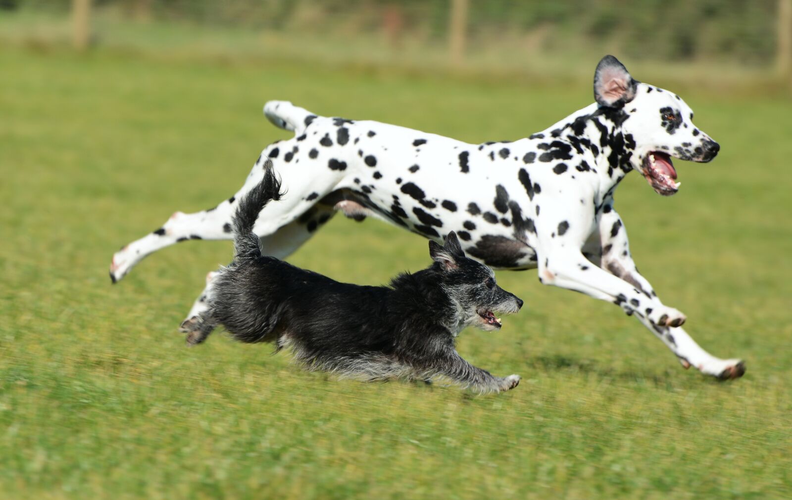 Nikon D7100 sample photo. Dalmatian, terrier, dogs photography