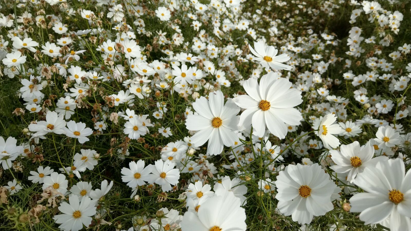 HTC U11 sample photo. White, sea of flowers photography