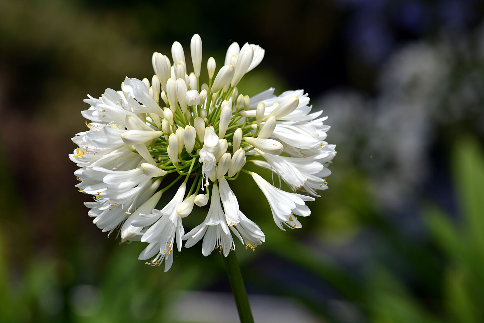 Nikon D5200 sample photo. Botanique, decoratif, oignon, fleur photography