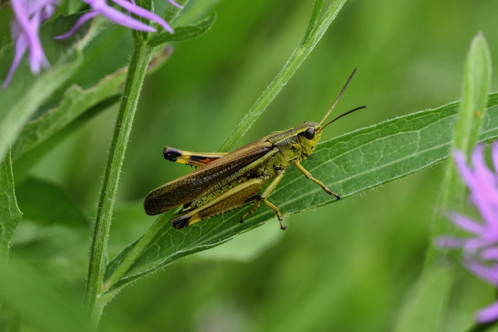 Nikon D7200 sample photo. Grasshopper, meadow, nature photography