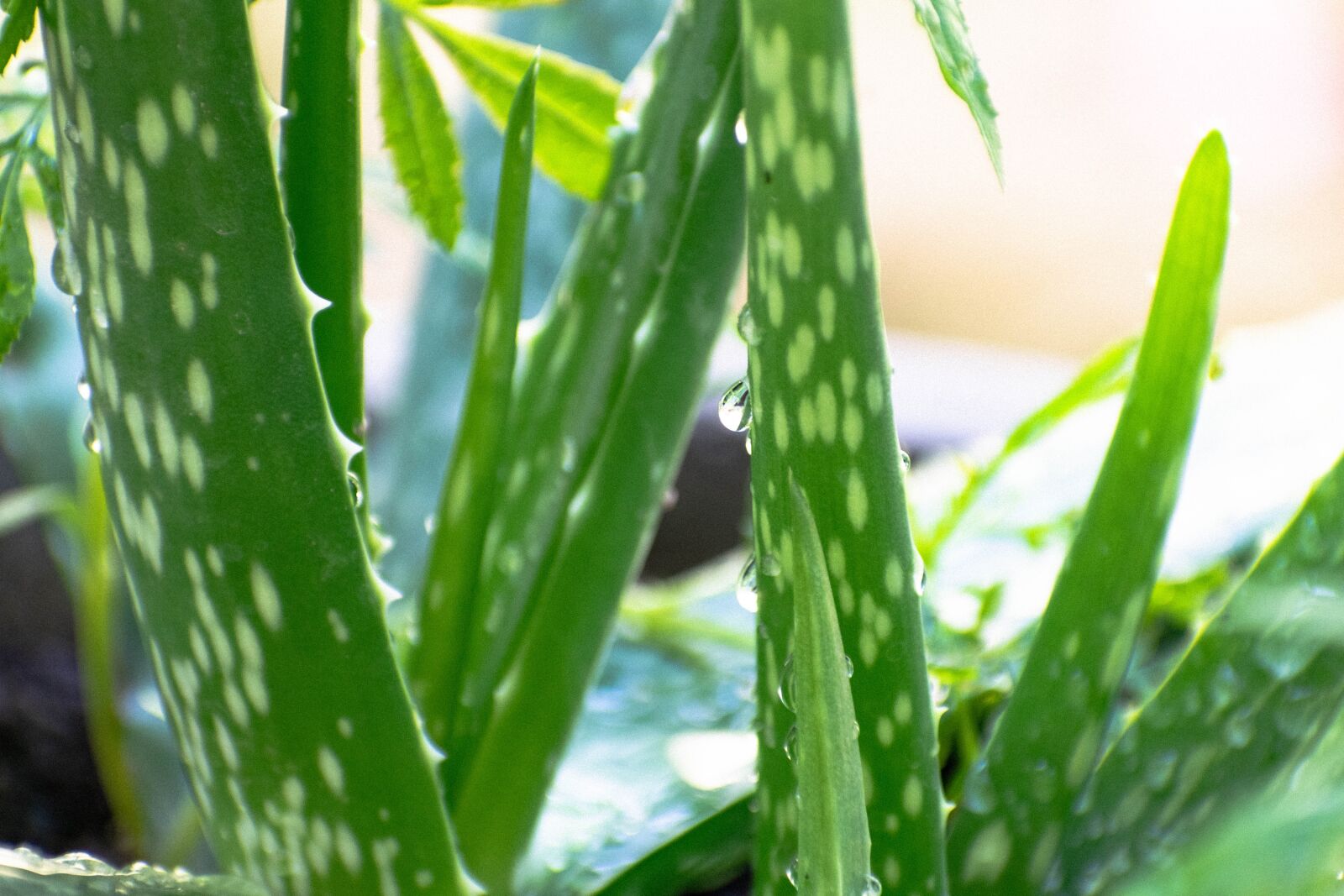 Nikon D3300 sample photo. Aloevera, aloe, alo-leaf photography