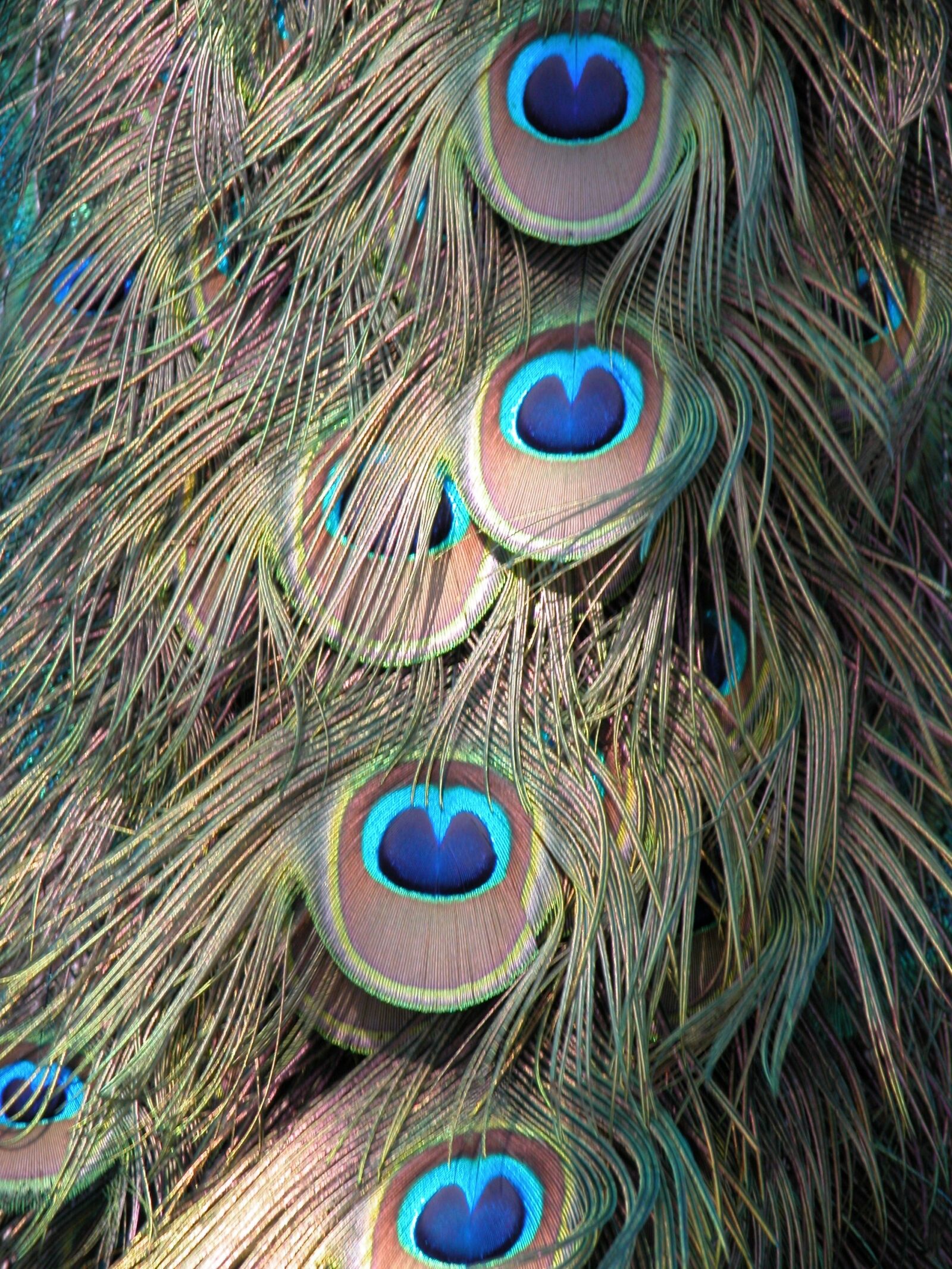 Nikon E5700 sample photo. Peacock, feathers, background photography