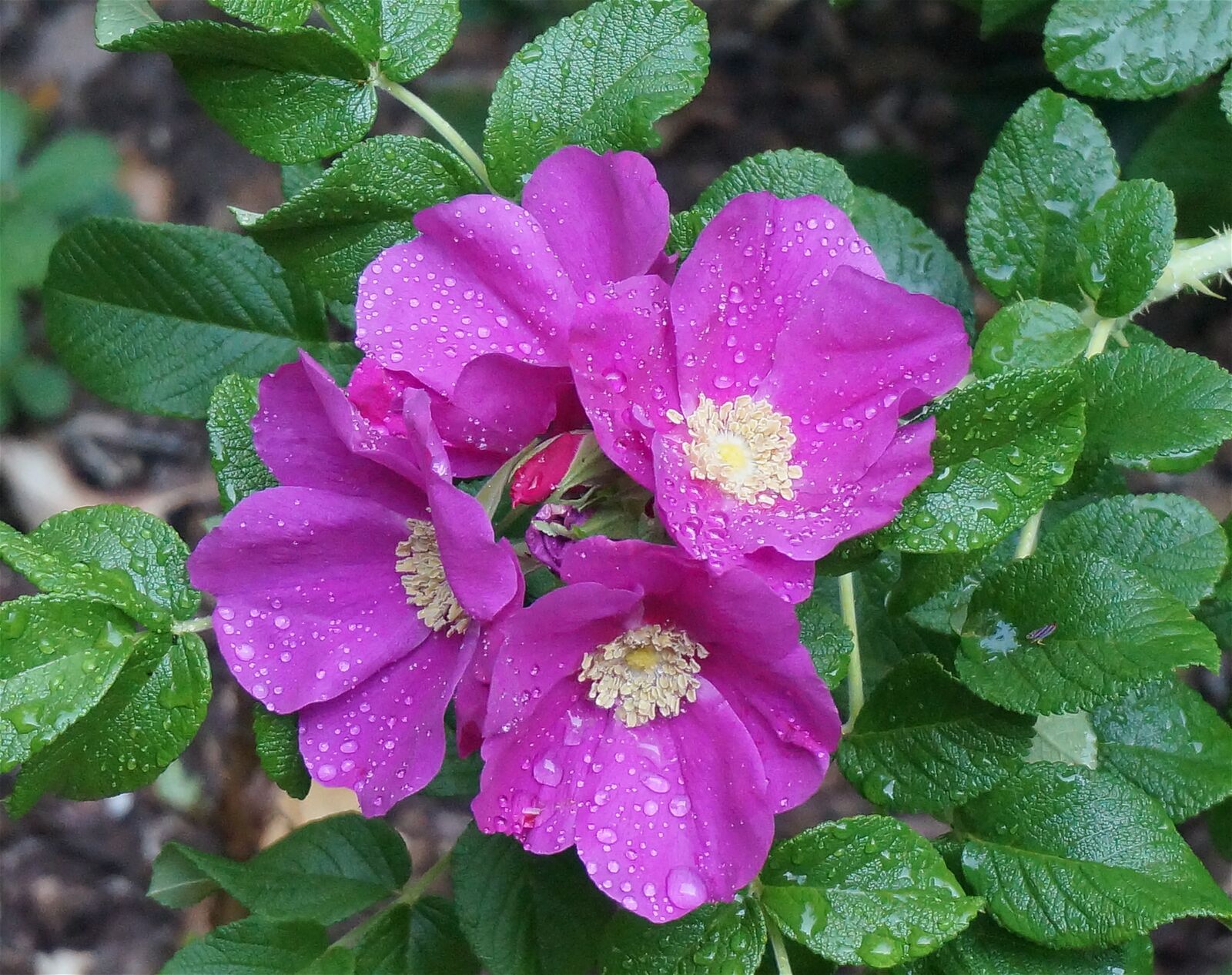 Sony Alpha NEX-5T sample photo. Rose, rugosa rose, rain-wet photography