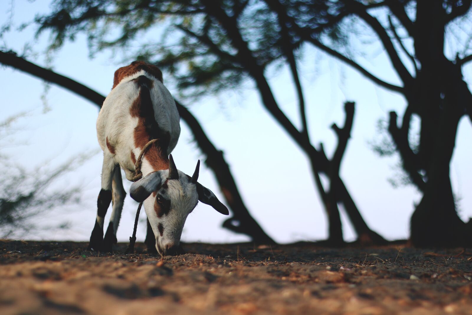 Canon EF 50mm F1.8 II sample photo. Goat, animal, wildlife photography
