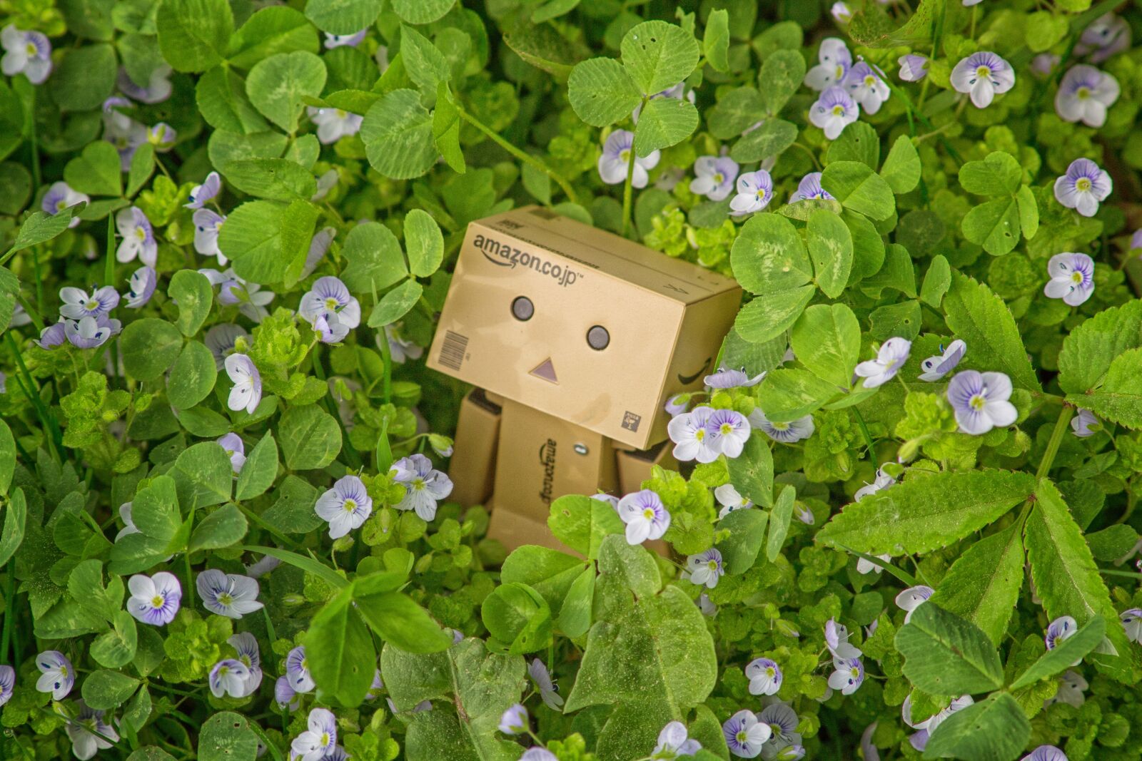 Canon EOS 1100D (EOS Rebel T3 / EOS Kiss X50) sample photo. Danbo, mood, flowers photography