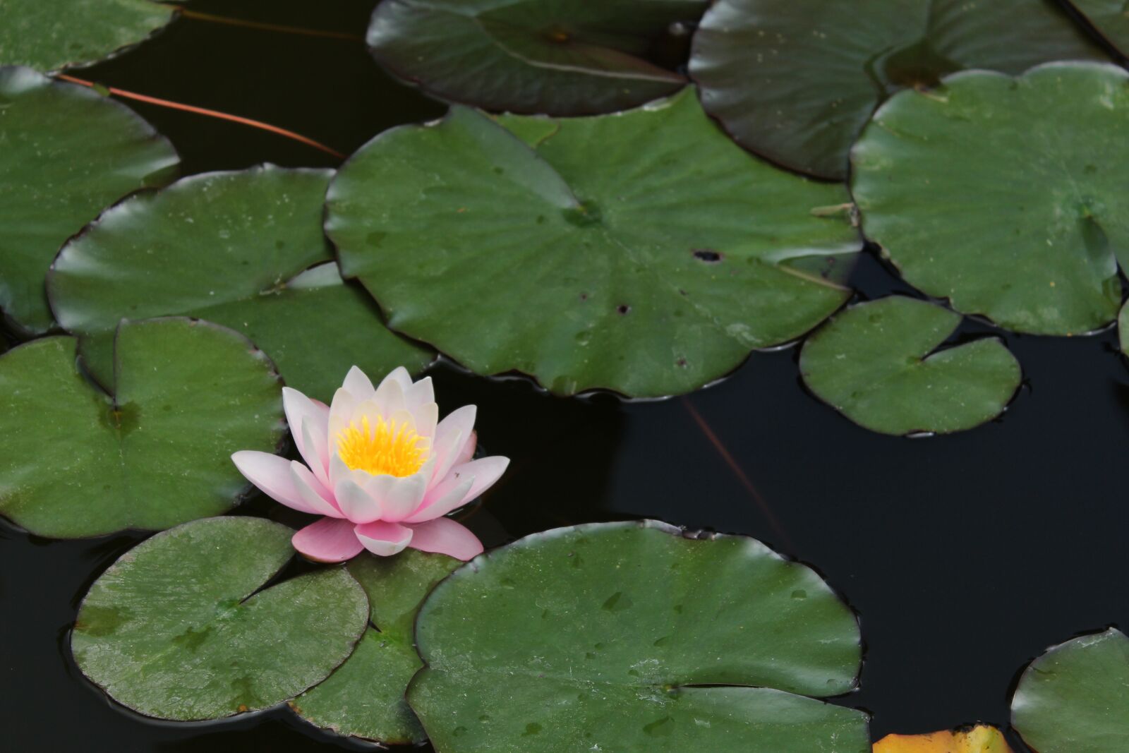 Canon EOS 650D (EOS Rebel T4i / EOS Kiss X6i) sample photo. Nature, flower, pond photography