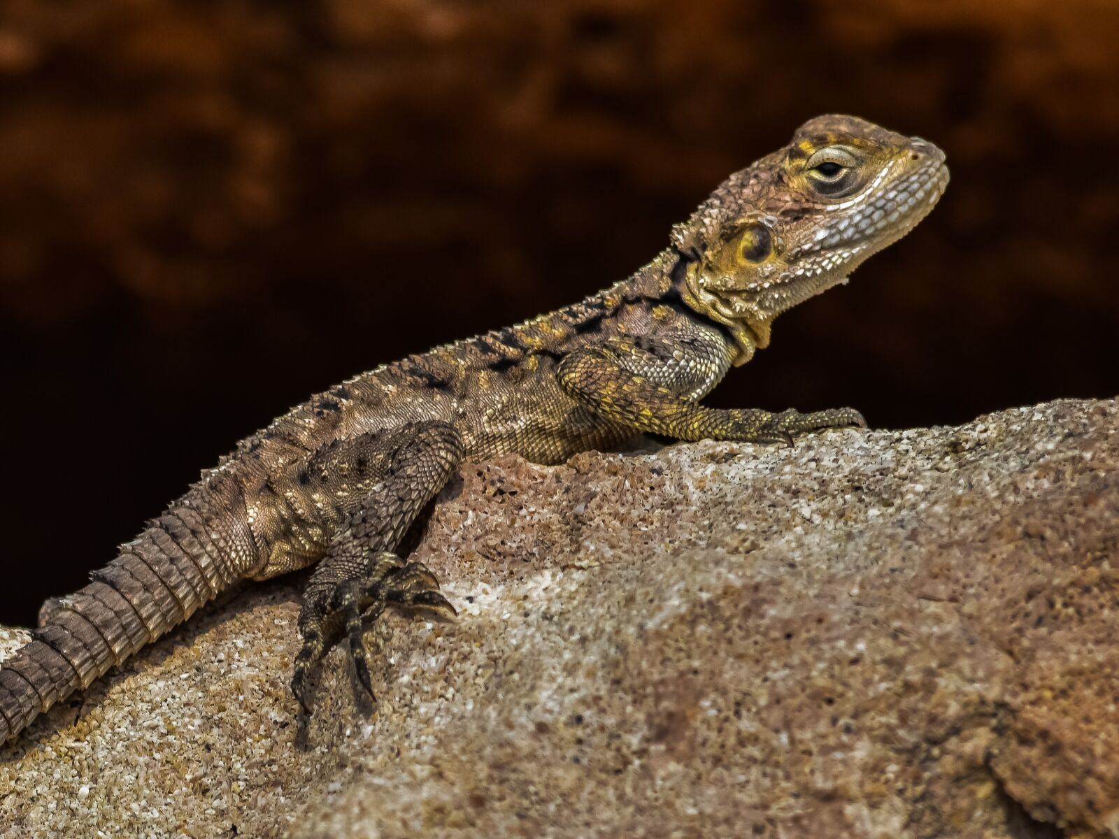 Nikon D3300 sample photo. Stellagama stellio cypriaca, lizard photography