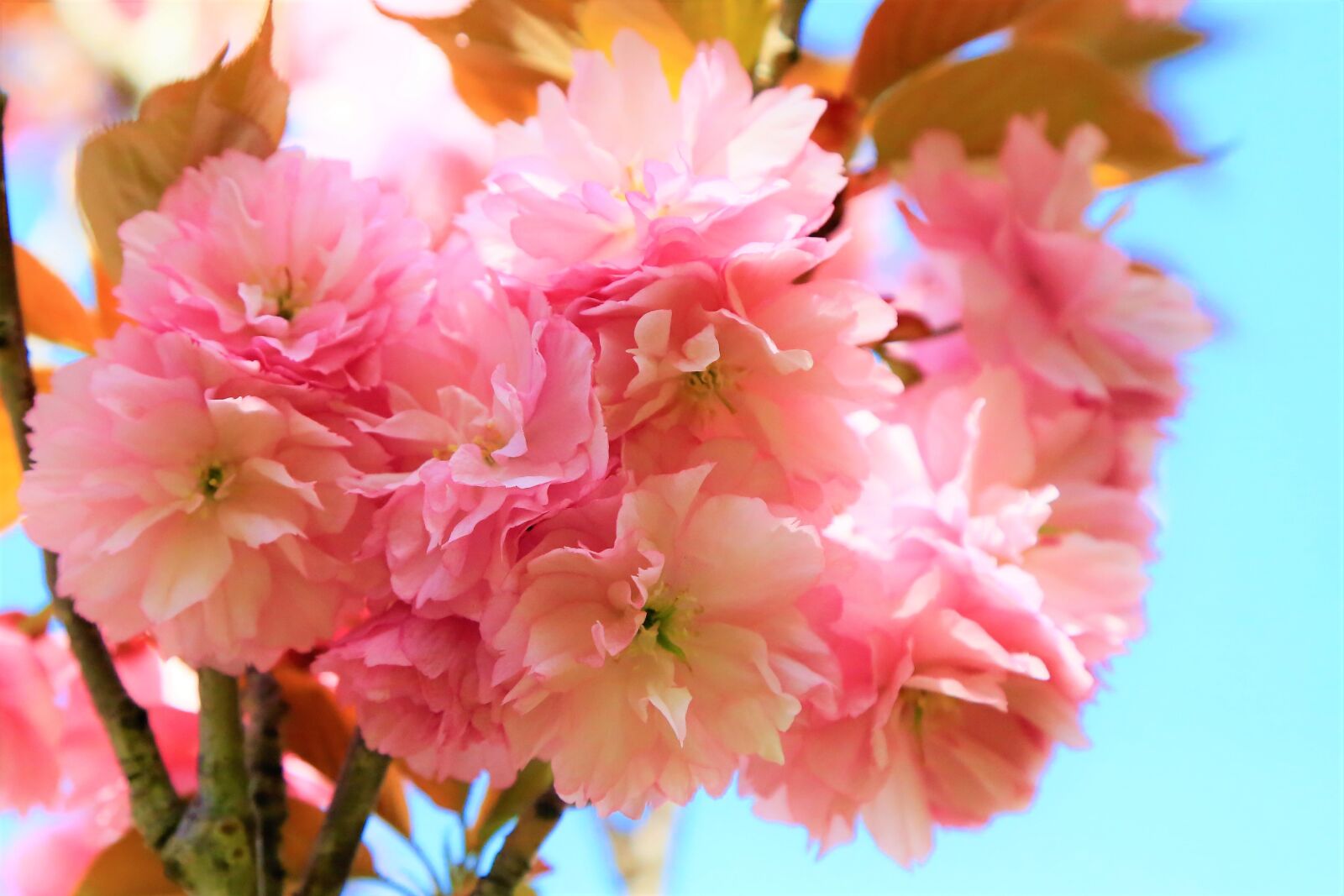 Canon EF 24-105mm F4L IS USM sample photo. Japanese cherry tree, flower photography