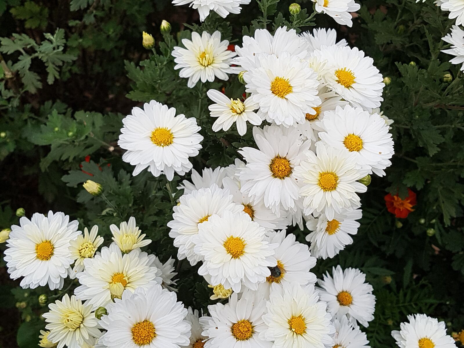 Samsung Galaxy S7 sample photo. Fall flowers, chrysanthemum, flowers photography