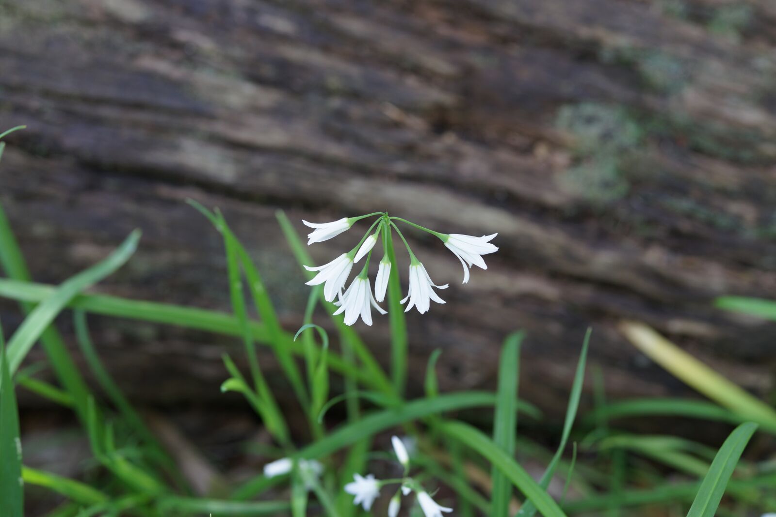 Sony Cyber-shot DSC-RX1R sample photo. Bell flower, white, south photography