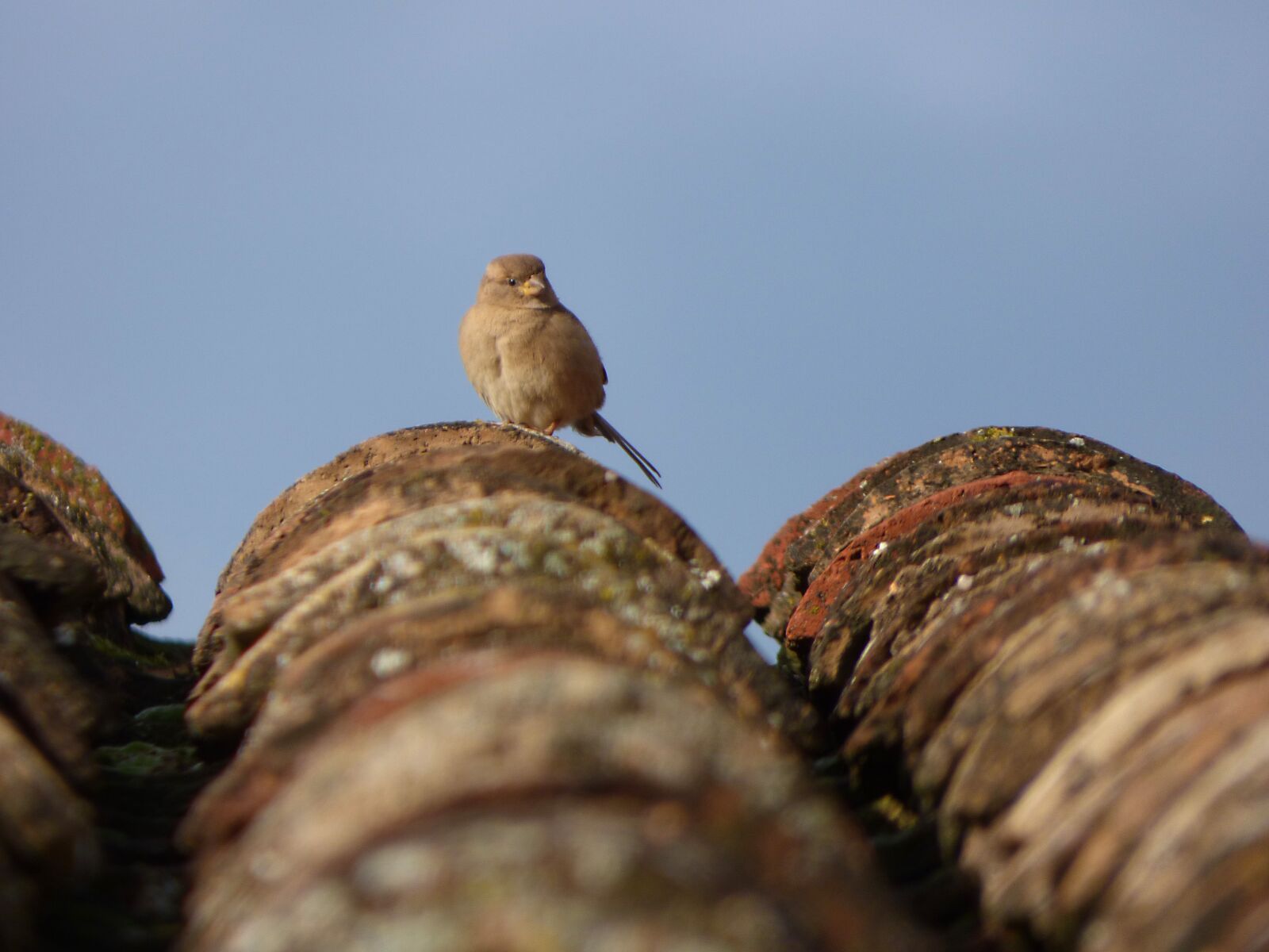 Panasonic Lumix DMC-FZ70 sample photo. Sparrow, texas, roof photography