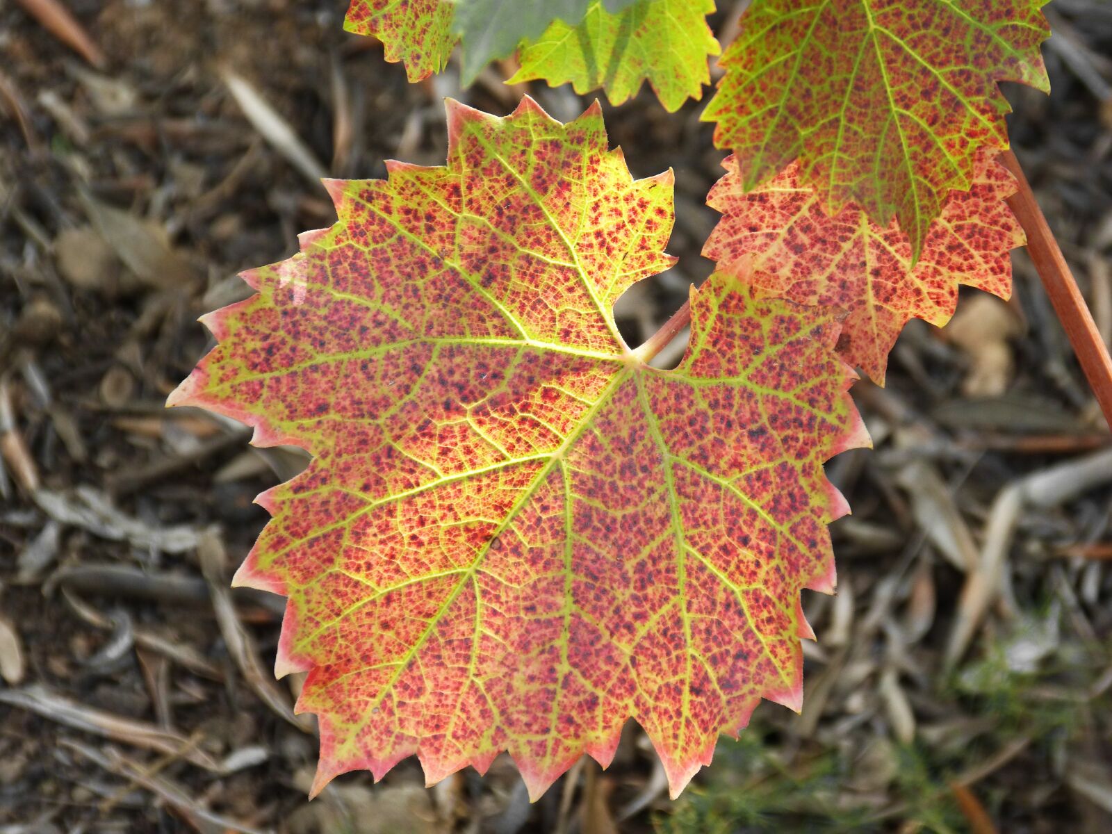 Panasonic DMC-FZ62 sample photo. Leaf, vine, red leaf photography