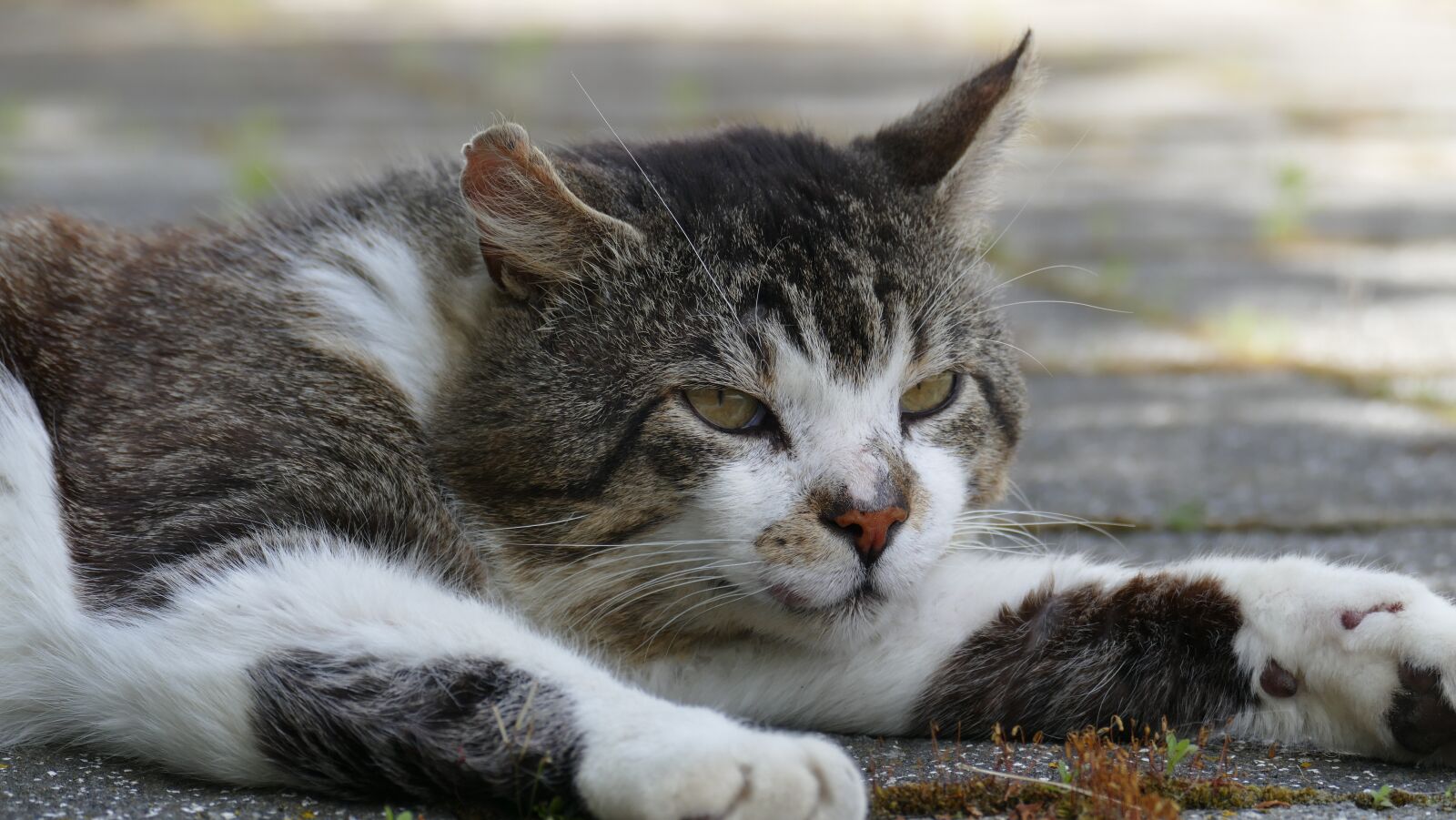 Leica V-Lux (Typ 114) sample photo. Animal, cat, cat's eyes photography